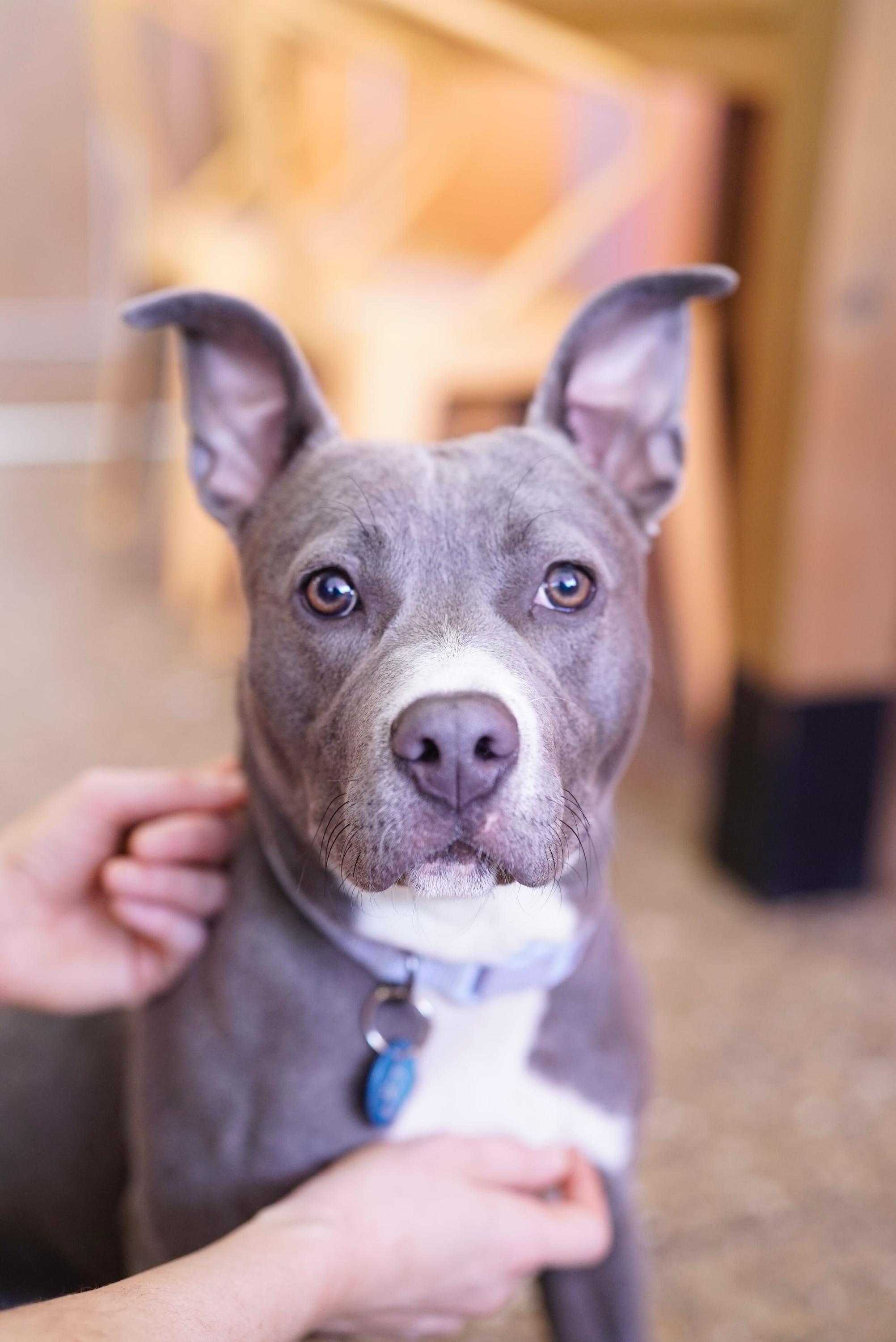 Enlarge Tova, a Adoptable mixed breed in Pasadena, CA image 6/6