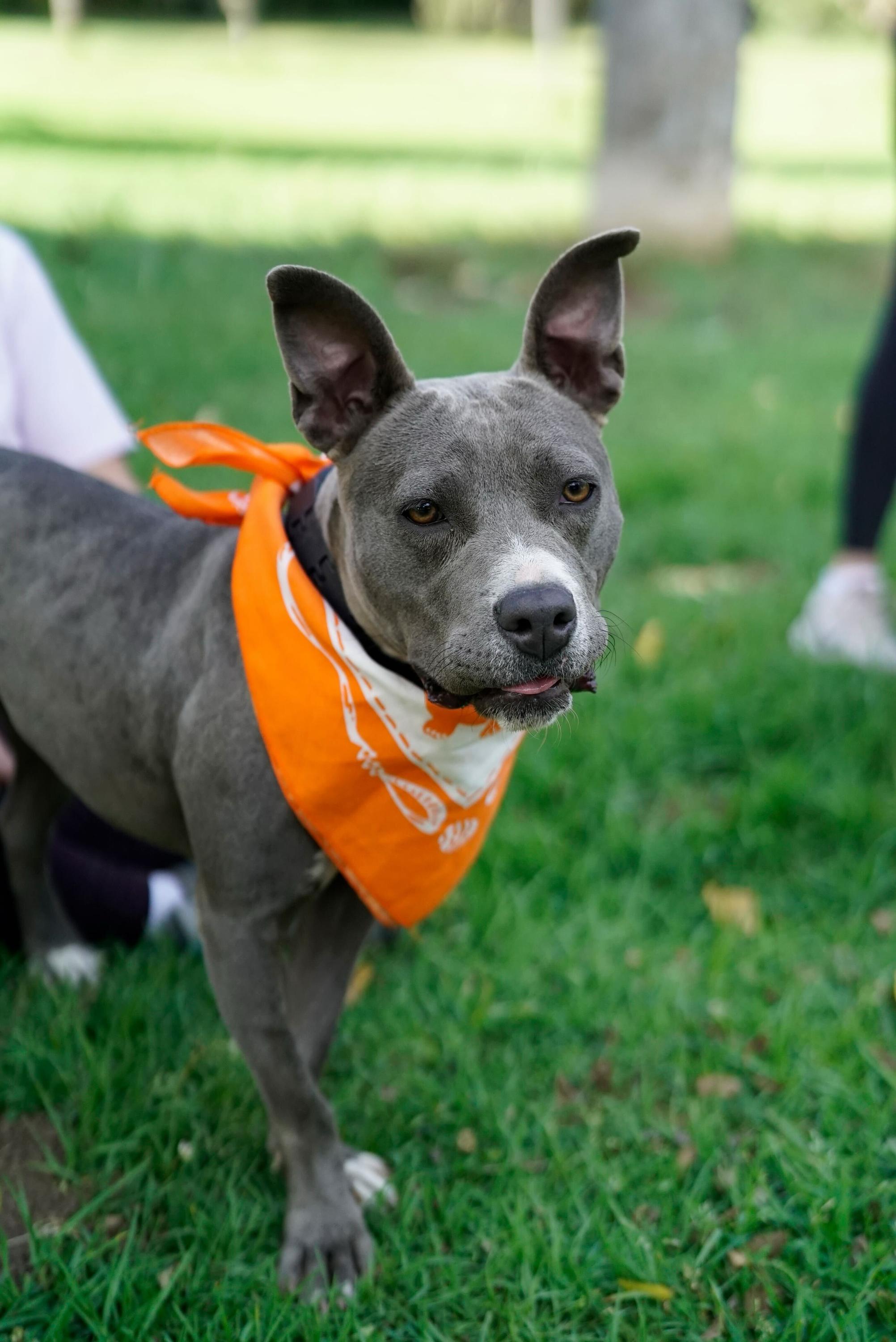 Enlarge Tova, a Adoptable mixed breed in Pasadena, CA image 4/6