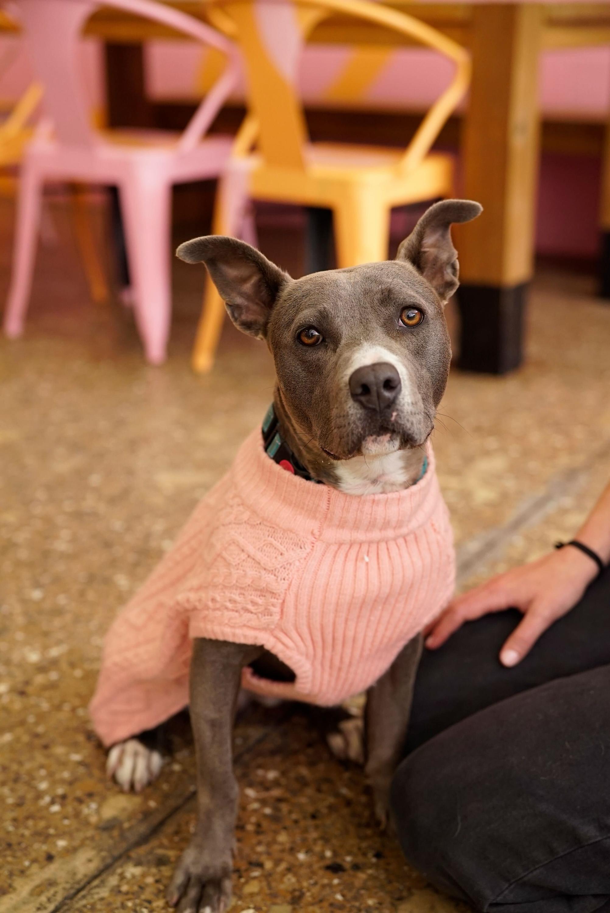 Enlarge Tova, a Adoptable mixed breed in Pasadena, CA image 1/6