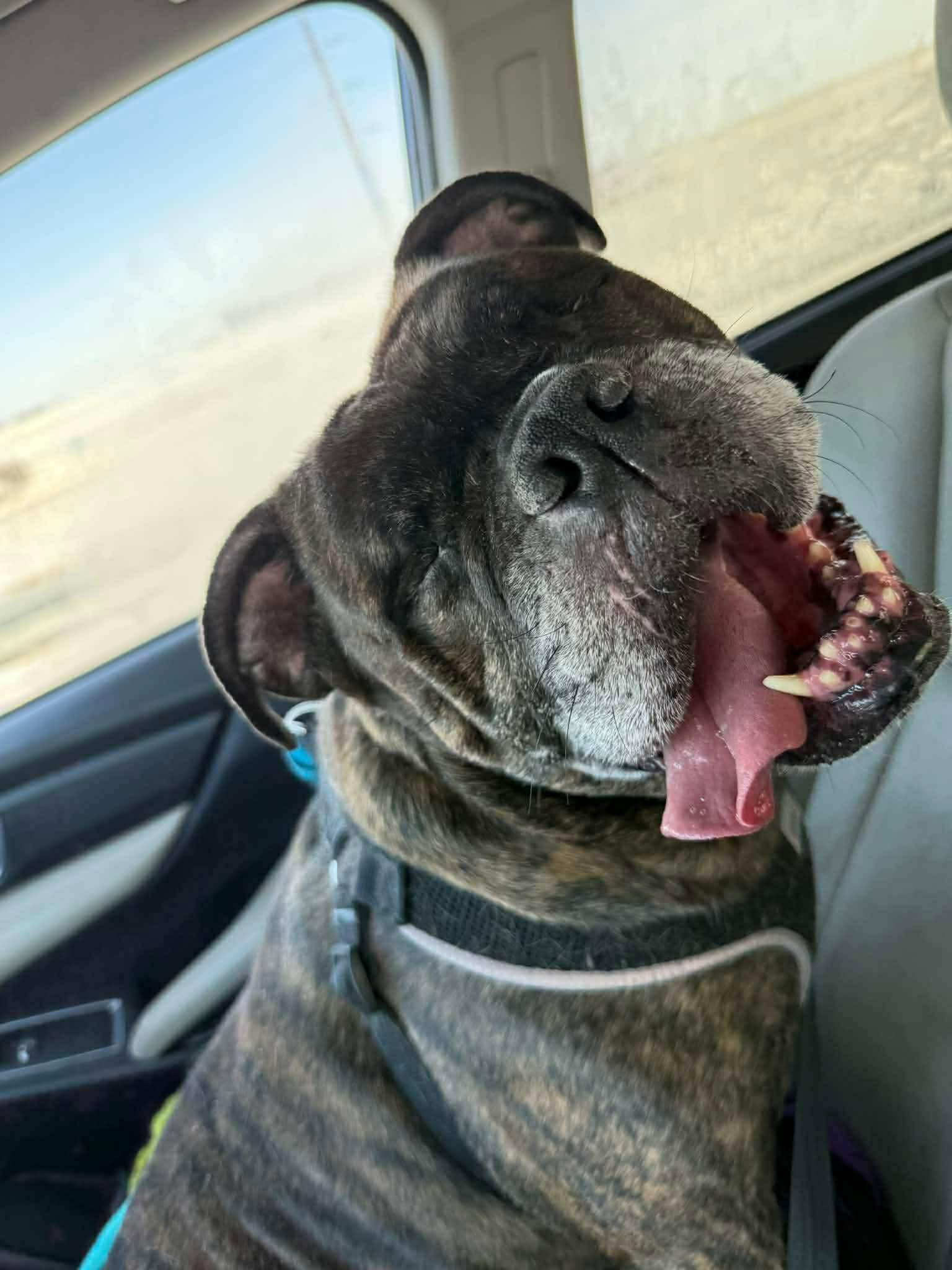 Debo, Adoptable, Adult Male American Bulldog.