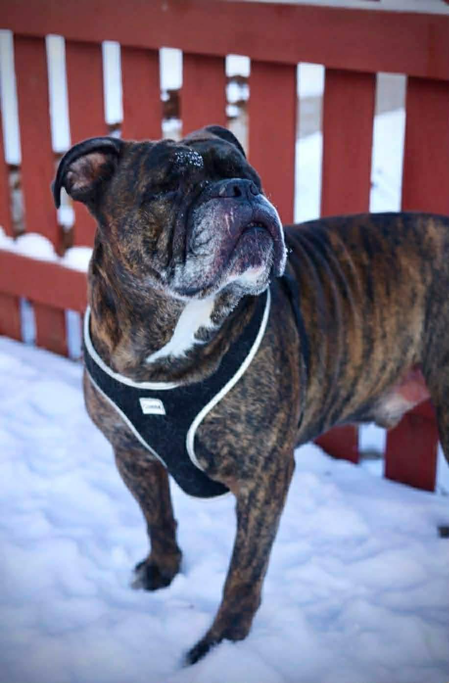 Enlarge Debo, a Adoptable American Bulldog in Duluth, MN image 2/3