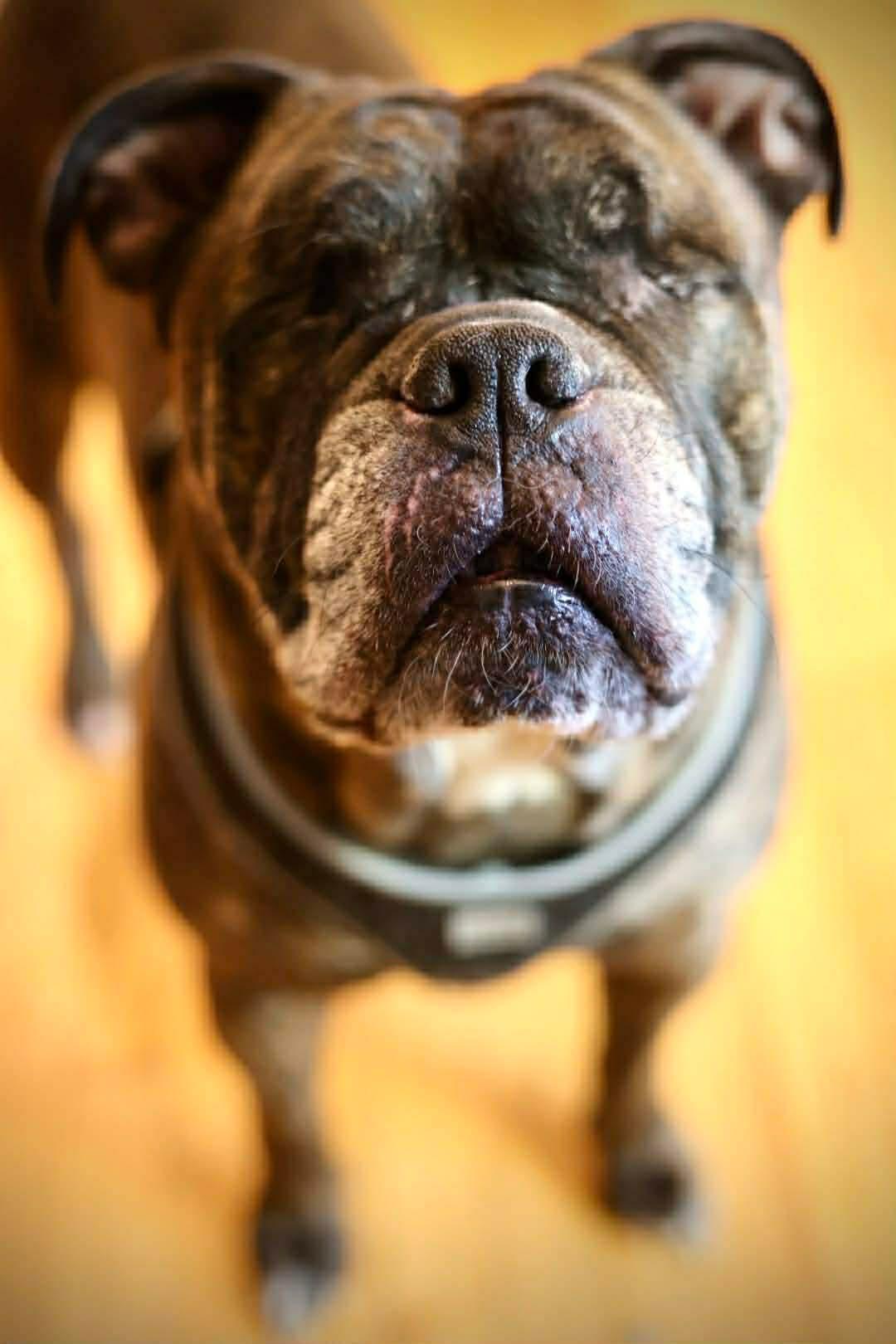 Enlarge Debo, a Adoptable American Bulldog in Duluth, MN image 3/3