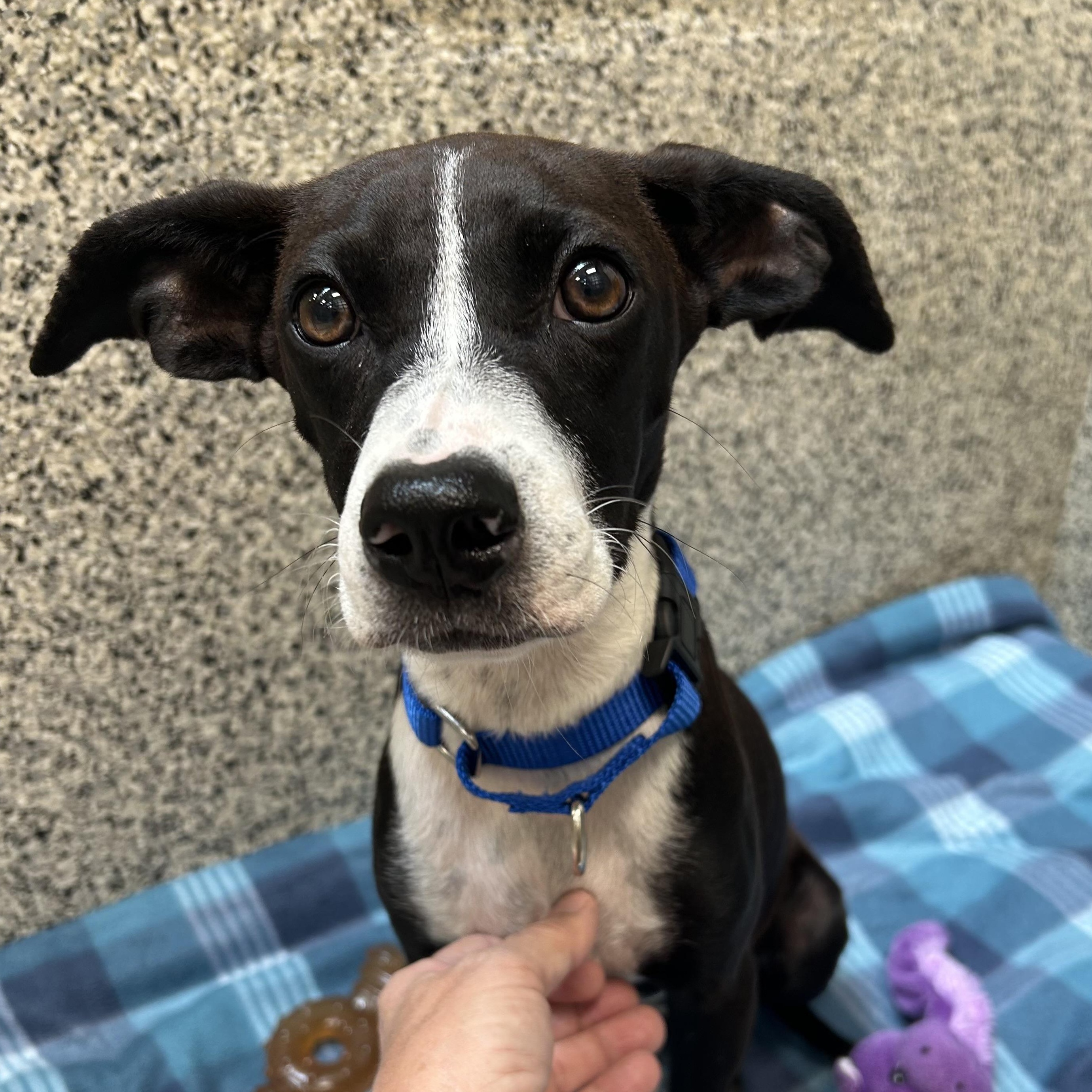 Nellie, a ADOPTABLE mixed breed in Monroe, OH image 5/6