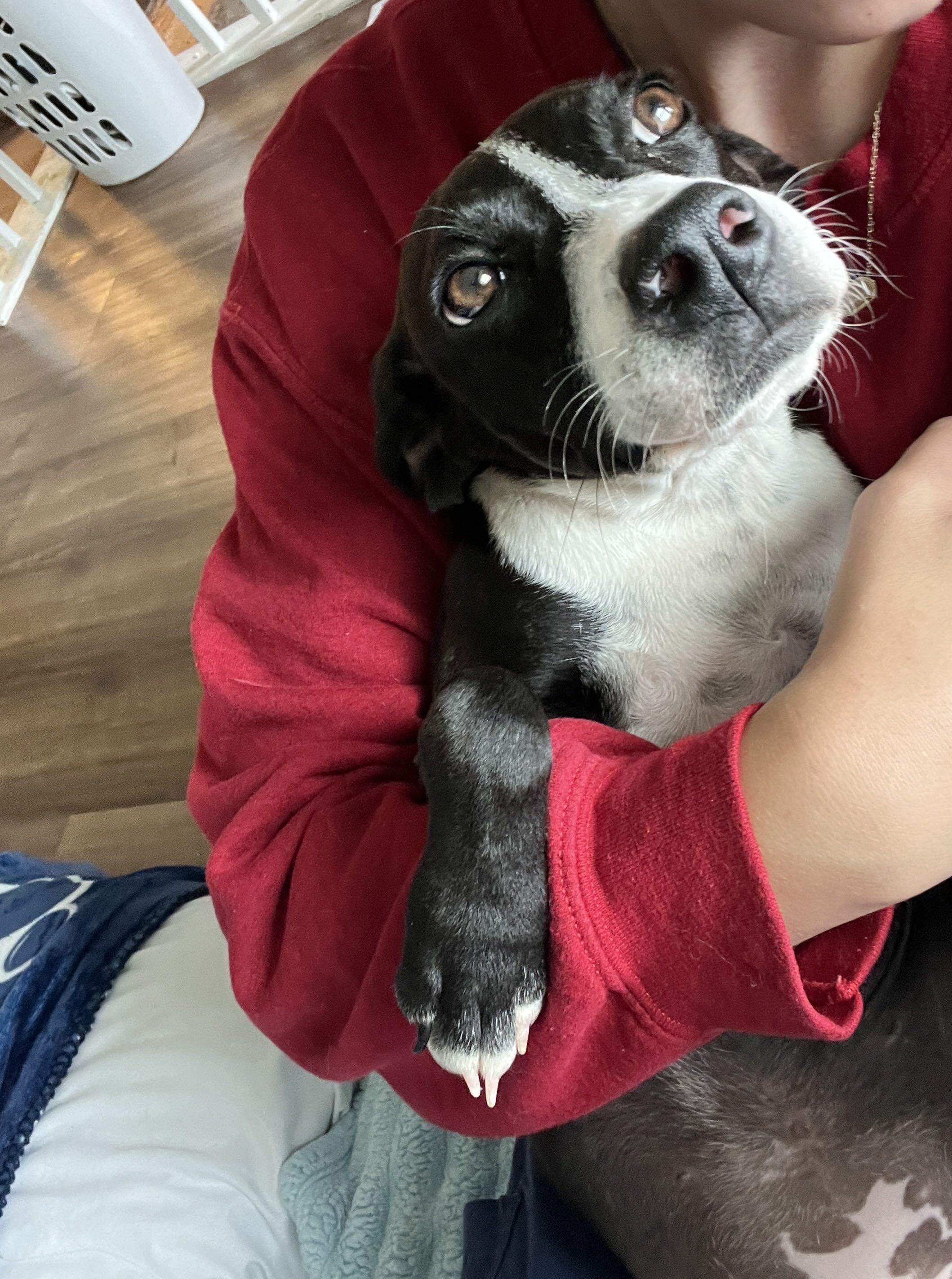 Nellie, an adopted mixed breed in Monroe, OH image 2/5