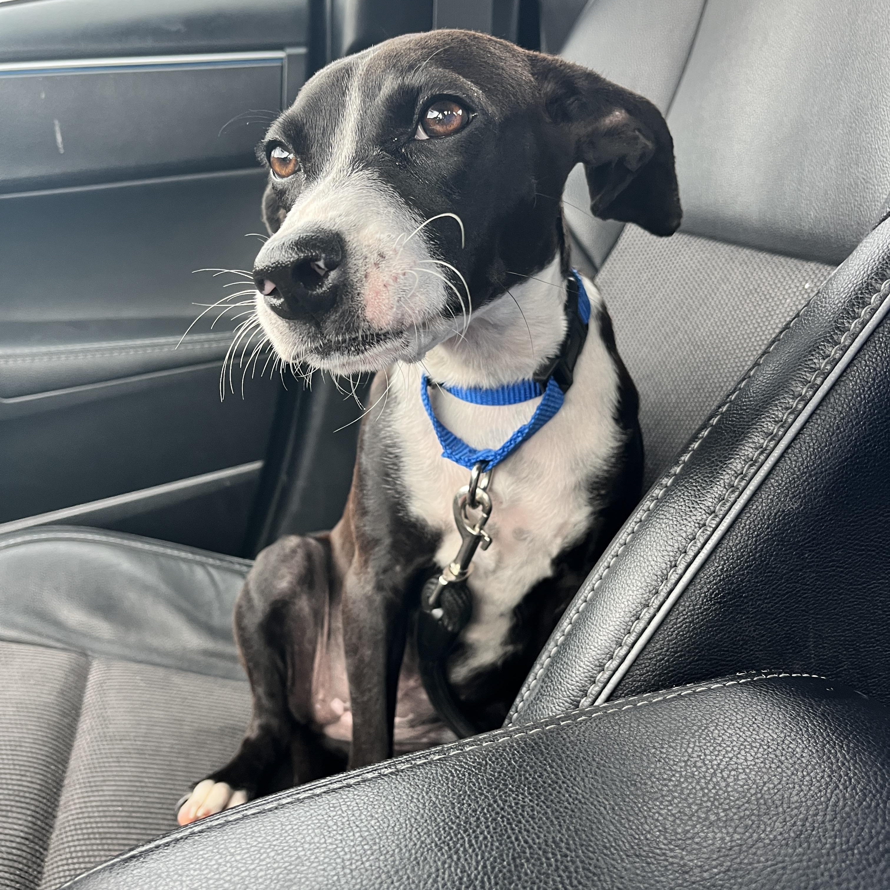 Nellie, a ADOPTABLE mixed breed in Monroe, OH image 1/6