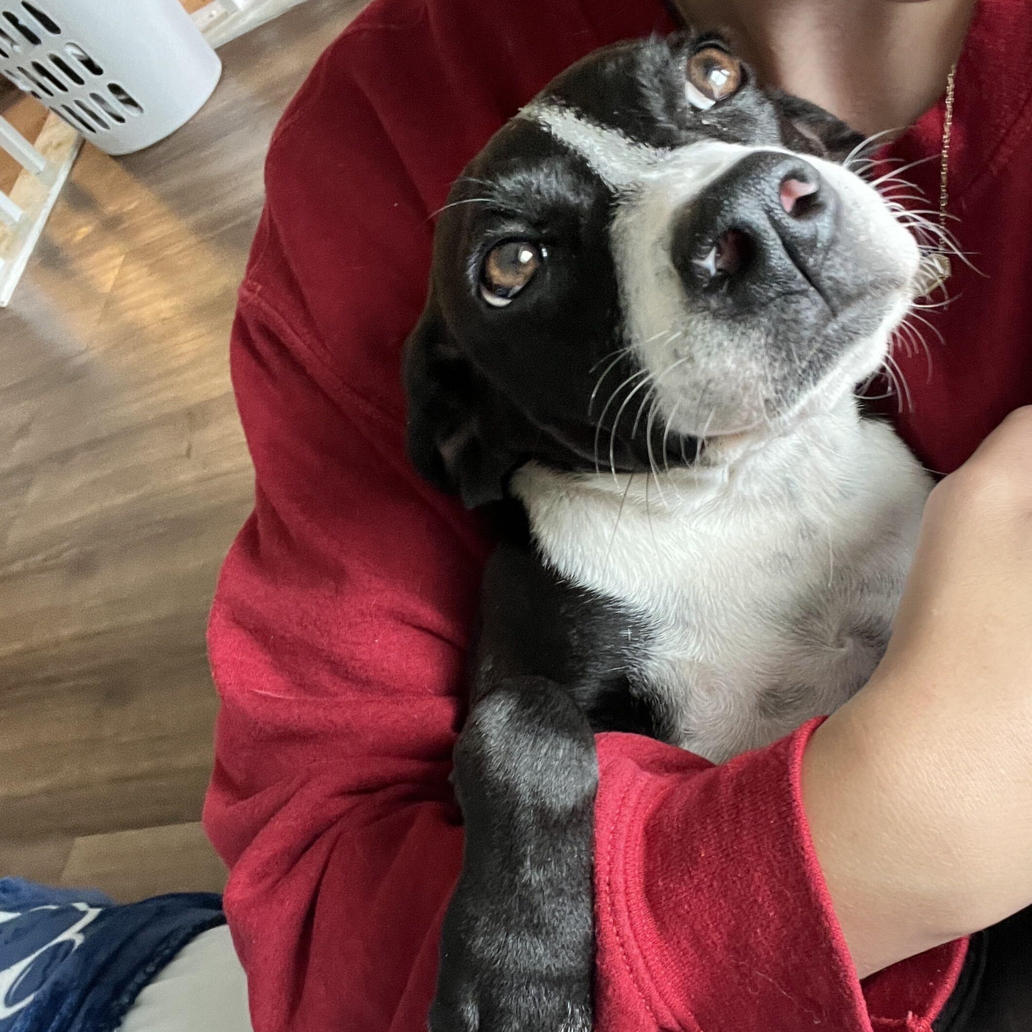 Nellie, a ADOPTABLE mixed breed in Monroe, OH image 3/6