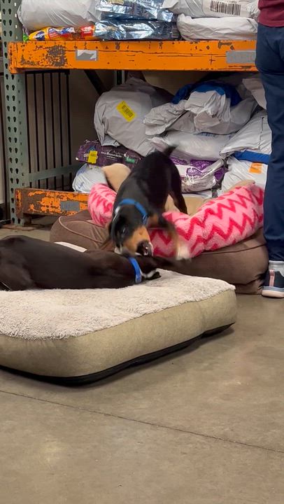 Enlarge Nellie, a ADOPTABLE mixed breed in Monroe, OH video 6/6