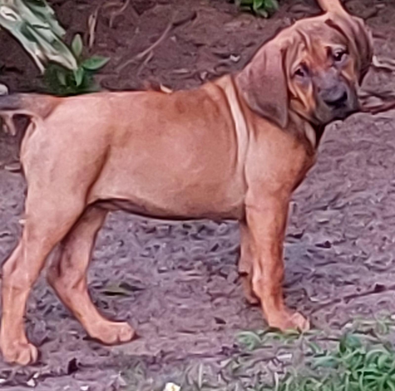 Carrie, Adoptable, Puppy Female Hound & Black Mouth Cur.