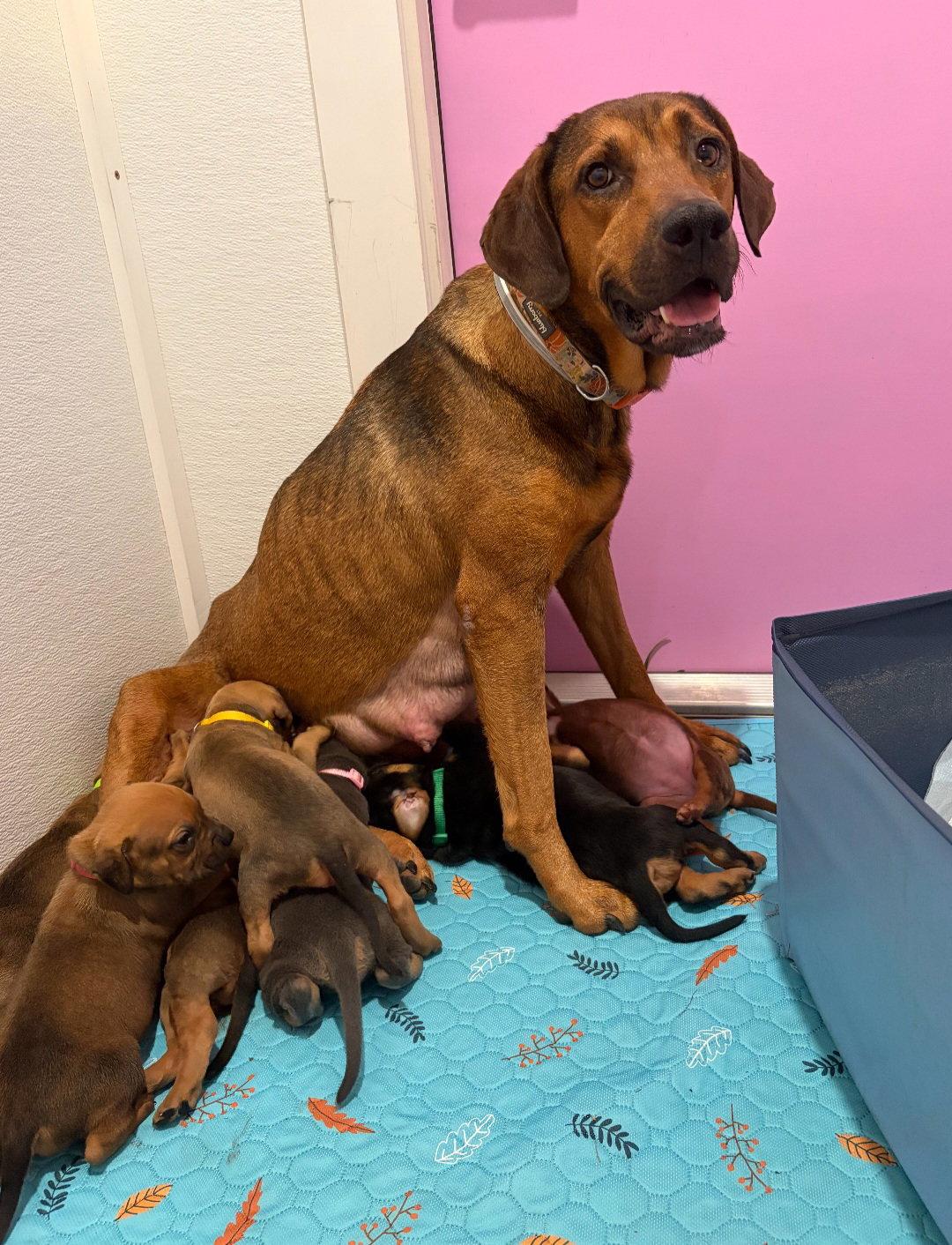 Enlarge Carrie, a Adoptable mixed breed in Sanford, FL image 2/3