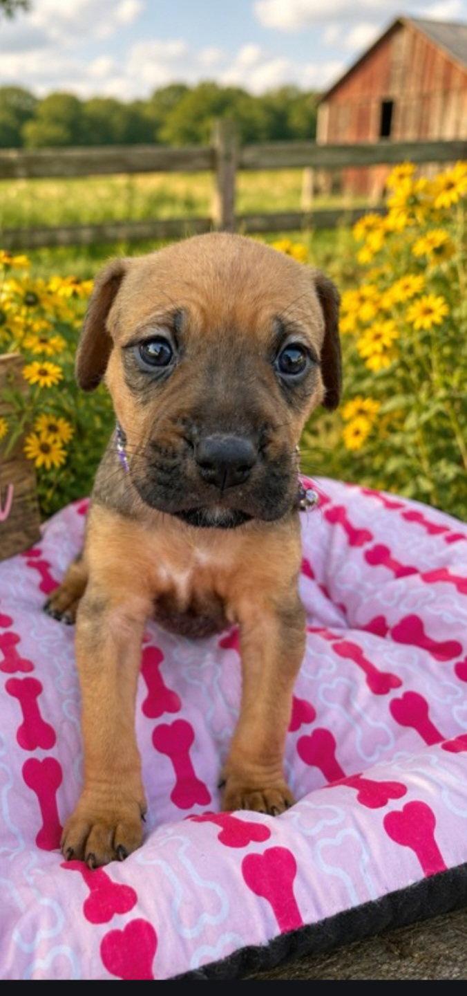Enlarge Carrie, a Adoptable mixed breed in Sanford, FL image 3/3