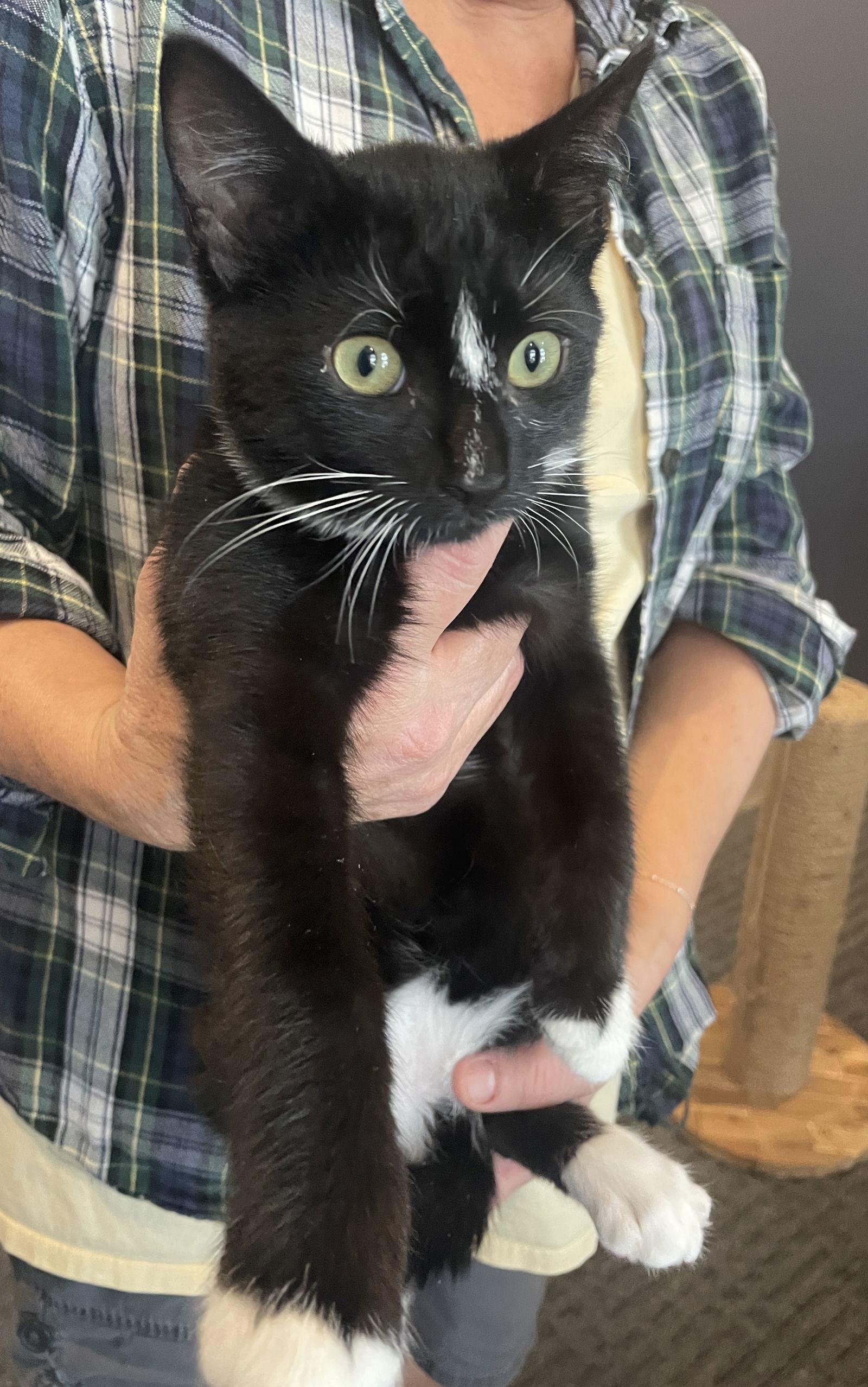 Enlarge Mr Wick (black) and Bonsai (tabby) BONDED PAIR, a Adopted Tuxedo in Chester, NJ image 1/3