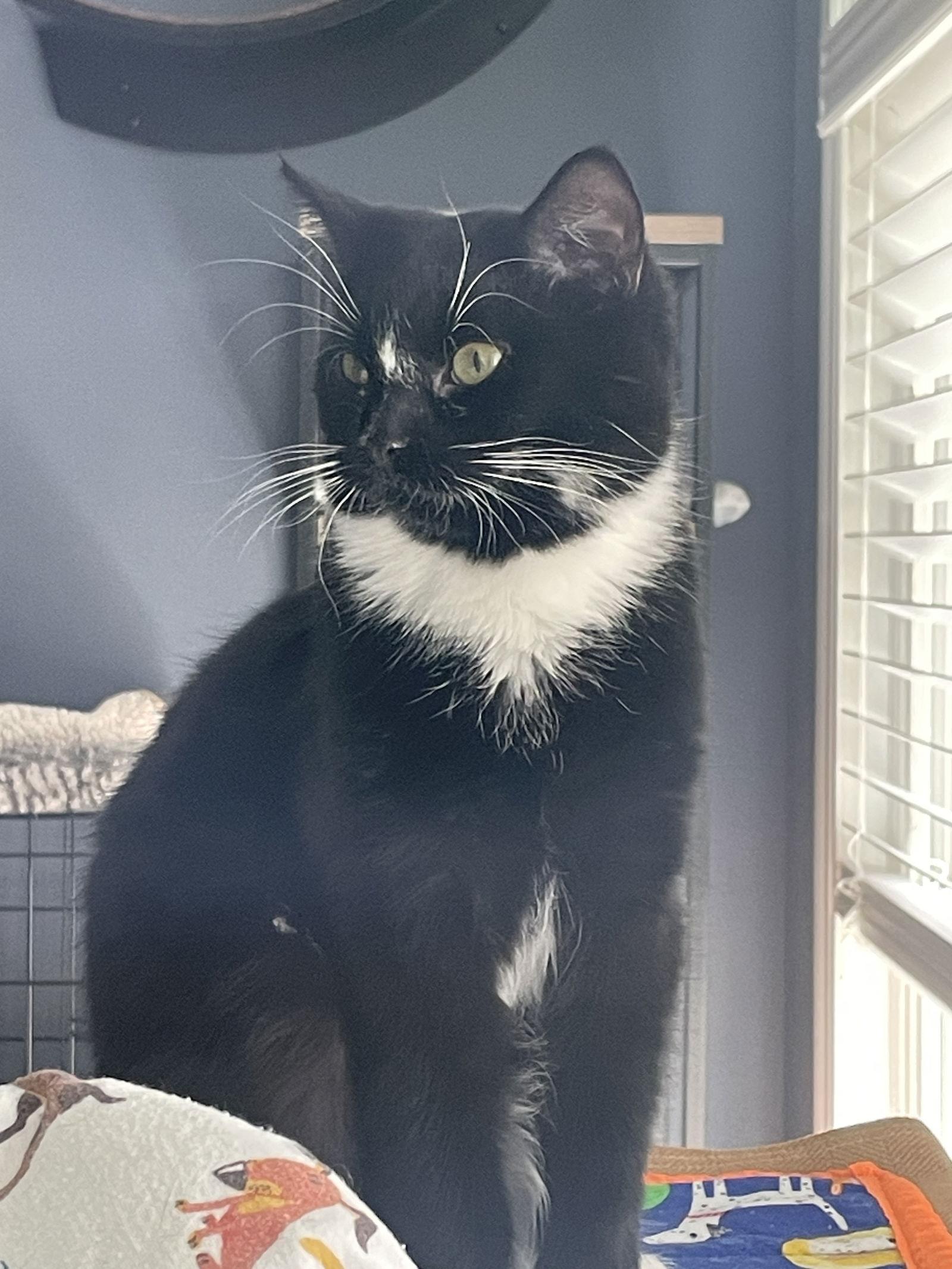 Enlarge Mr Wick (black) and Bonsai (tabby) BONDED PAIR, a Adopted Tuxedo in Chester, NJ image 2/3