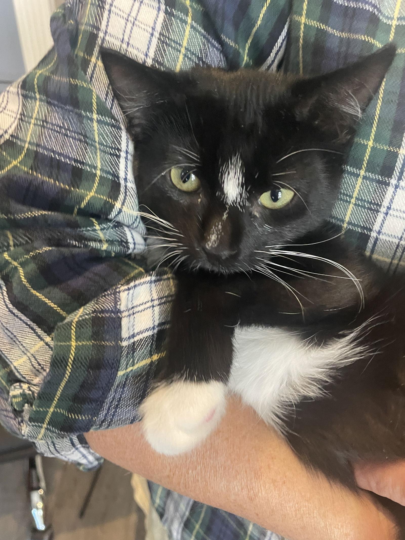 Enlarge Mr Wick (black) and Bonsai (tabby) BONDED PAIR, a Adopted Tuxedo in Chester, NJ image 3/3