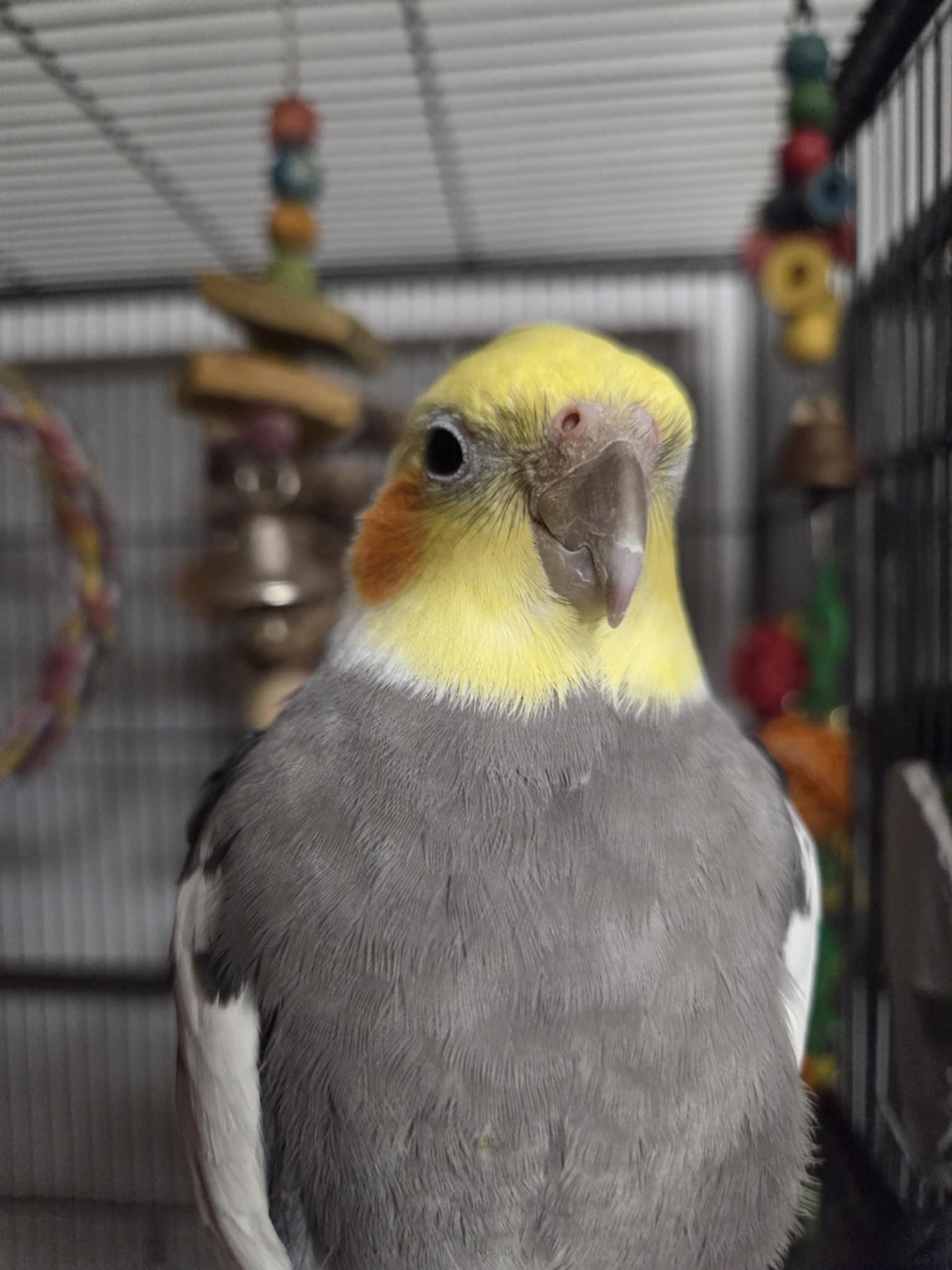 Larry, Adopted, Adult Male Cockatiel.