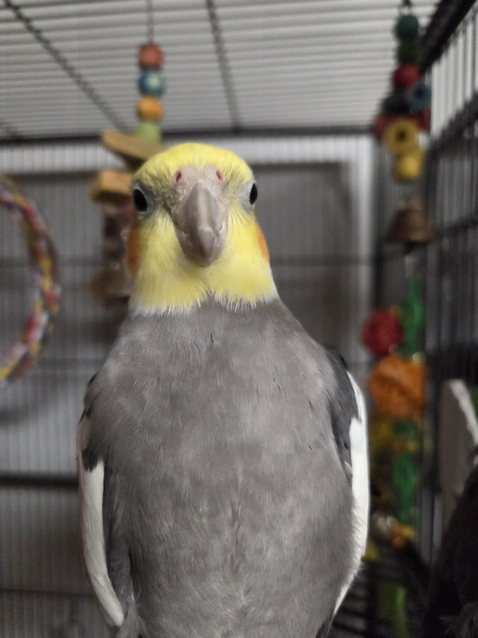 Enlarge Larry, a Adopted Cockatiel in Indian Trail, NC image 2/5