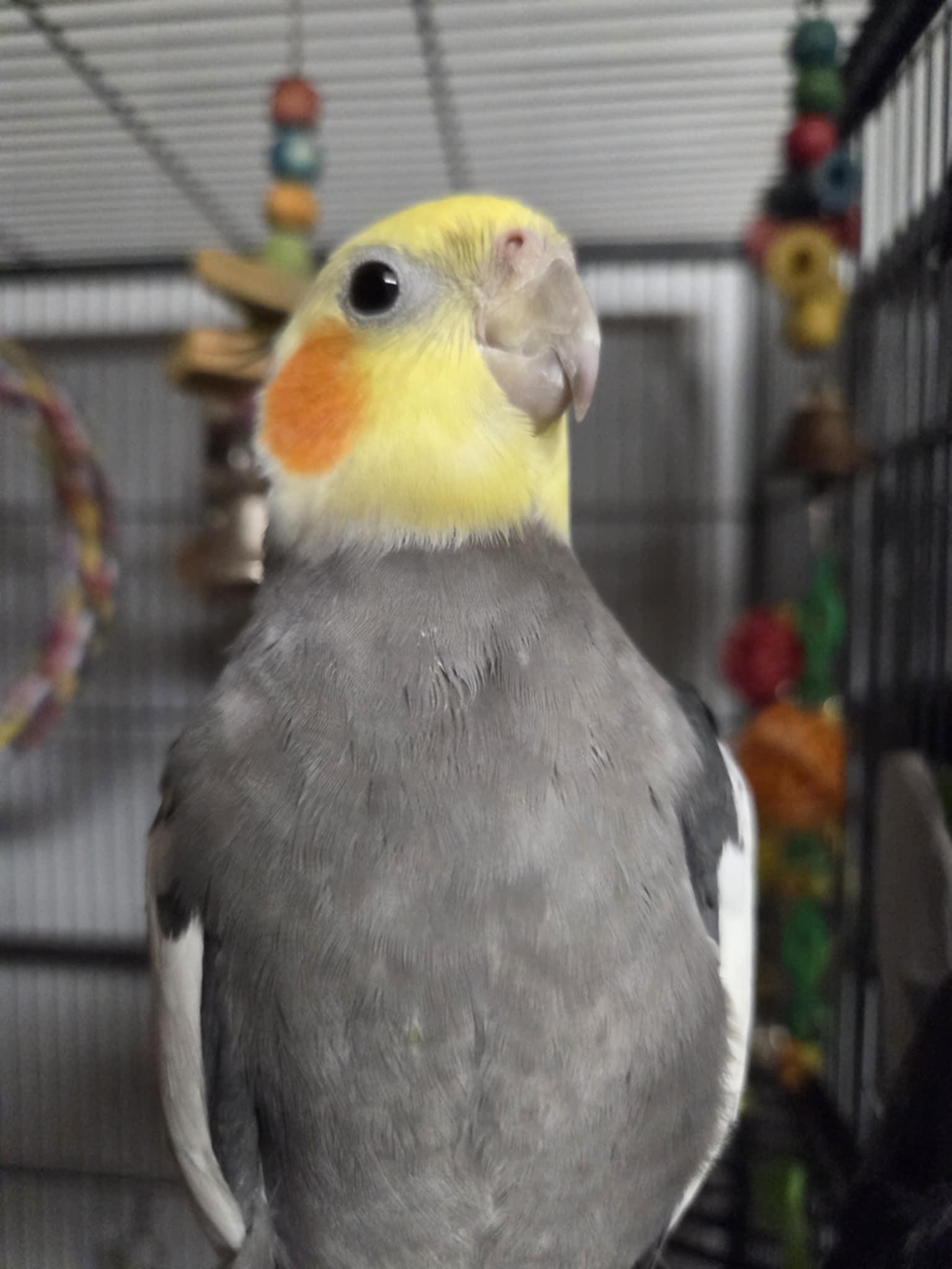 Enlarge Larry, a Adopted Cockatiel in Indian Trail, NC image 4/5
