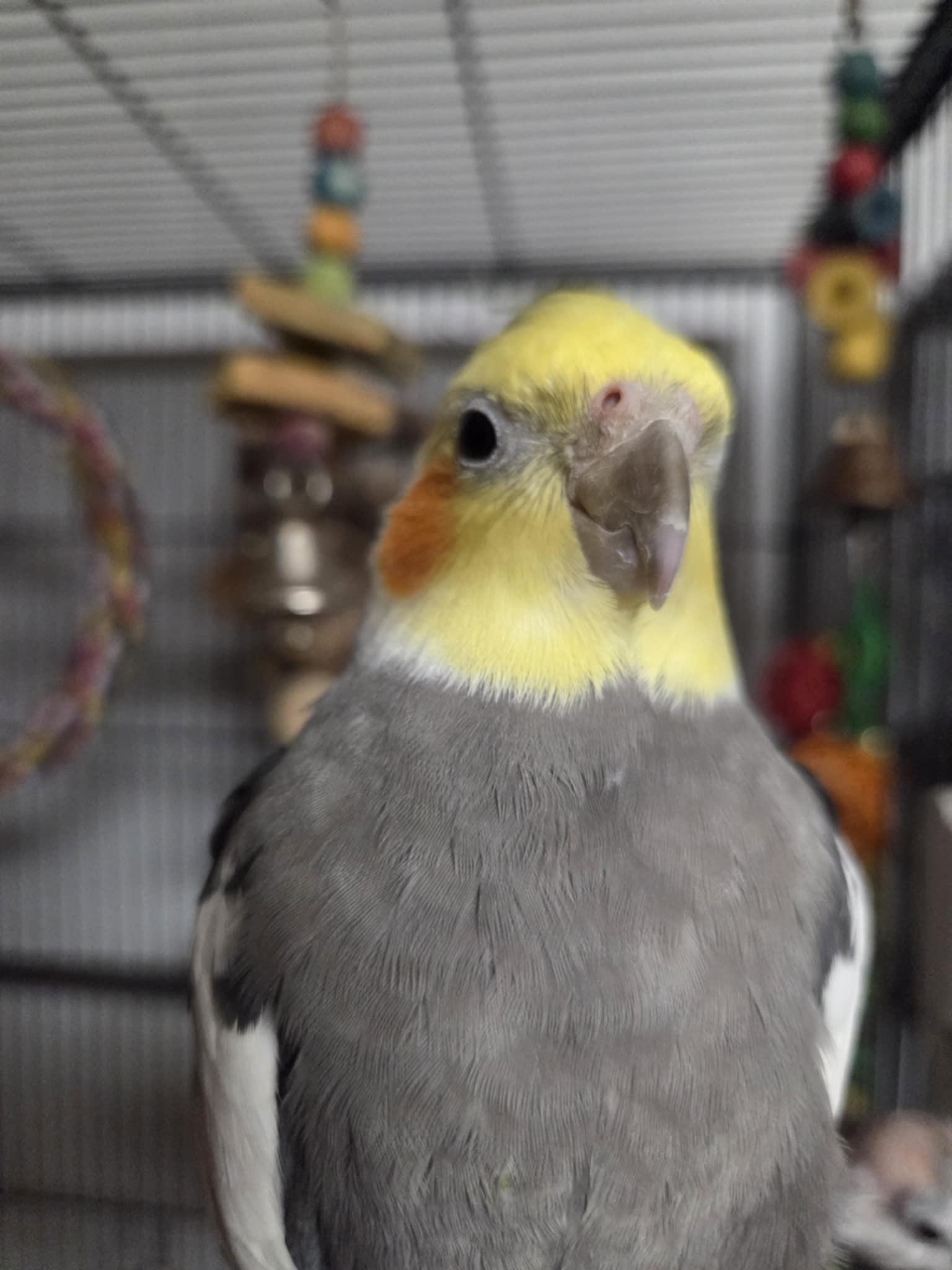 Enlarge Larry, a Adopted Cockatiel in Indian Trail, NC image 5/5