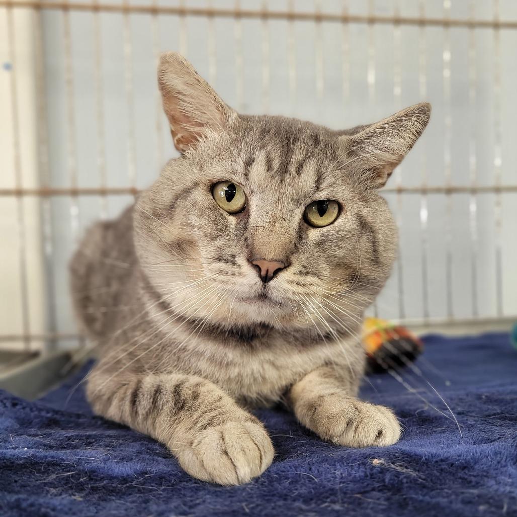Enlarge Robert, a Adoptable Domestic Short Hair in Duncan, OK image 1/3