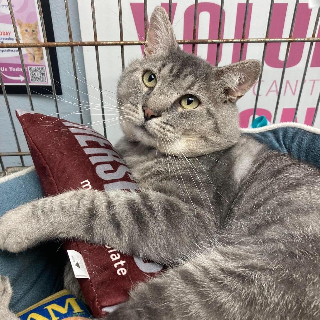 Enlarge Robert, a Adoptable Domestic Short Hair in Duncan, OK image 2/3