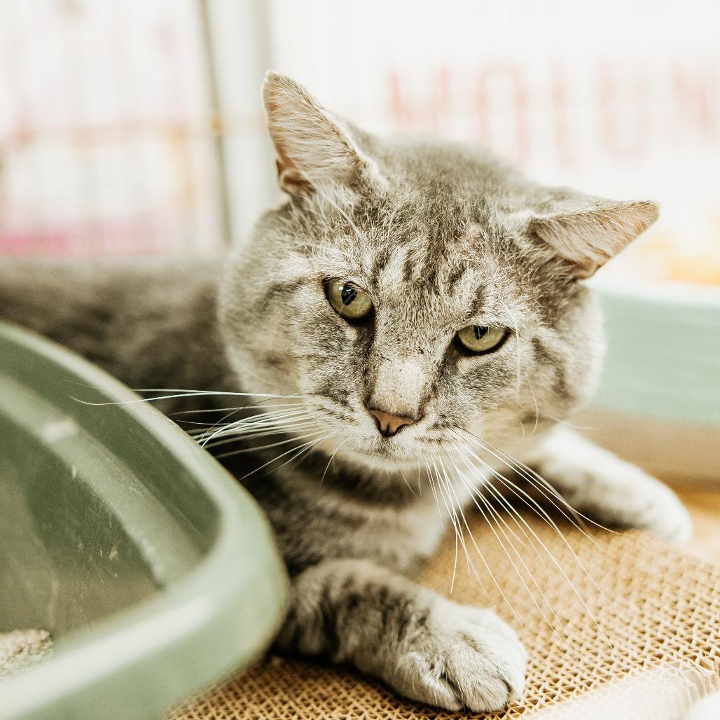 Enlarge Robert, a Adoptable Domestic Short Hair in Duncan, OK image 3/3