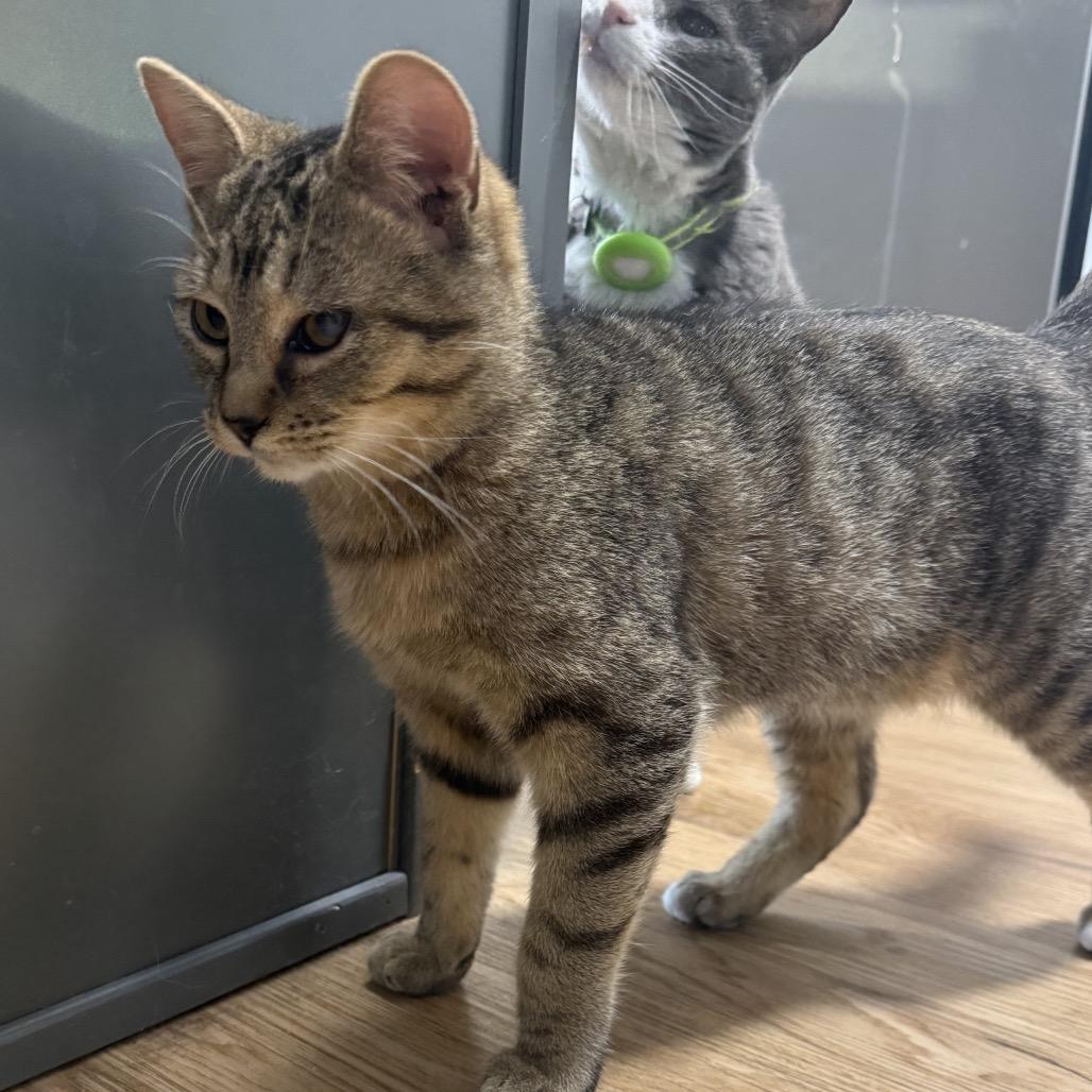 Turner, Adoptable, Young Male Domestic Short Hair & Domestic Short Hair.