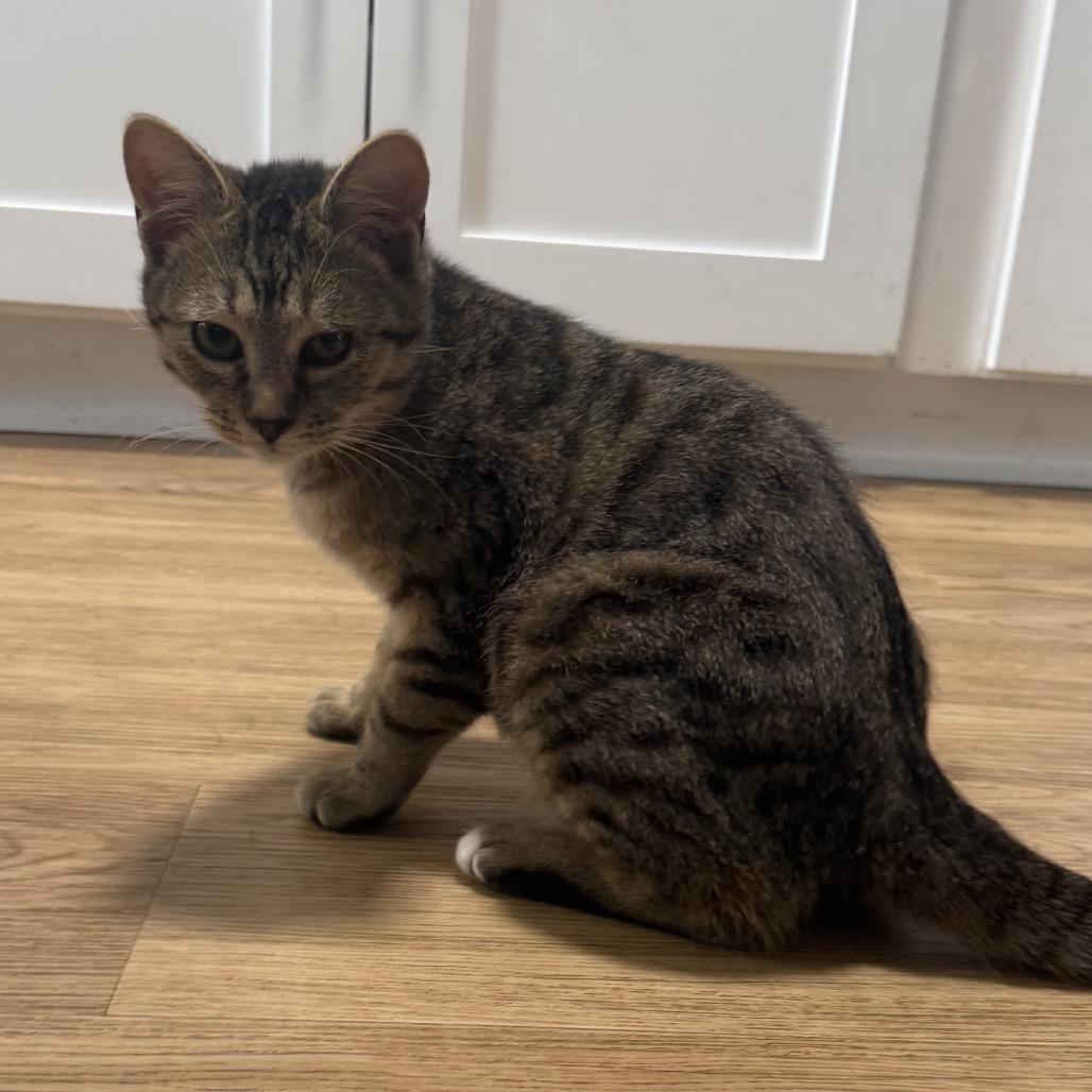 Enlarge Turner, a Adoptable mixed breed in La Grange, KY image 2/4