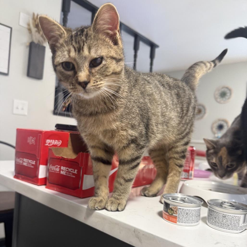 Enlarge Turner, a Adoptable mixed breed in La Grange, KY image 3/4