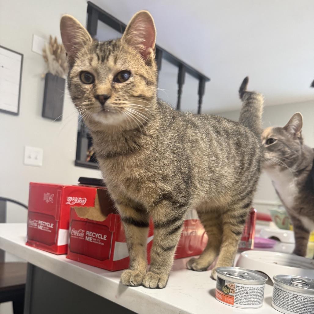 Enlarge Turner, a Adoptable mixed breed in La Grange, KY image 4/4