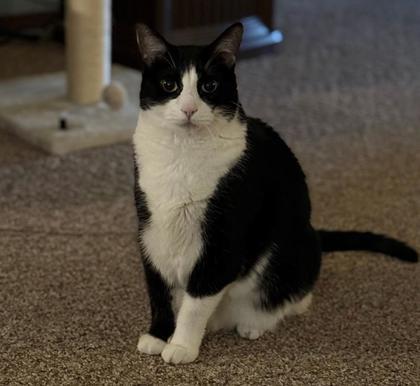 Beau, Adoptable, Adult Male Domestic Short Hair & Domestic Short Hair.