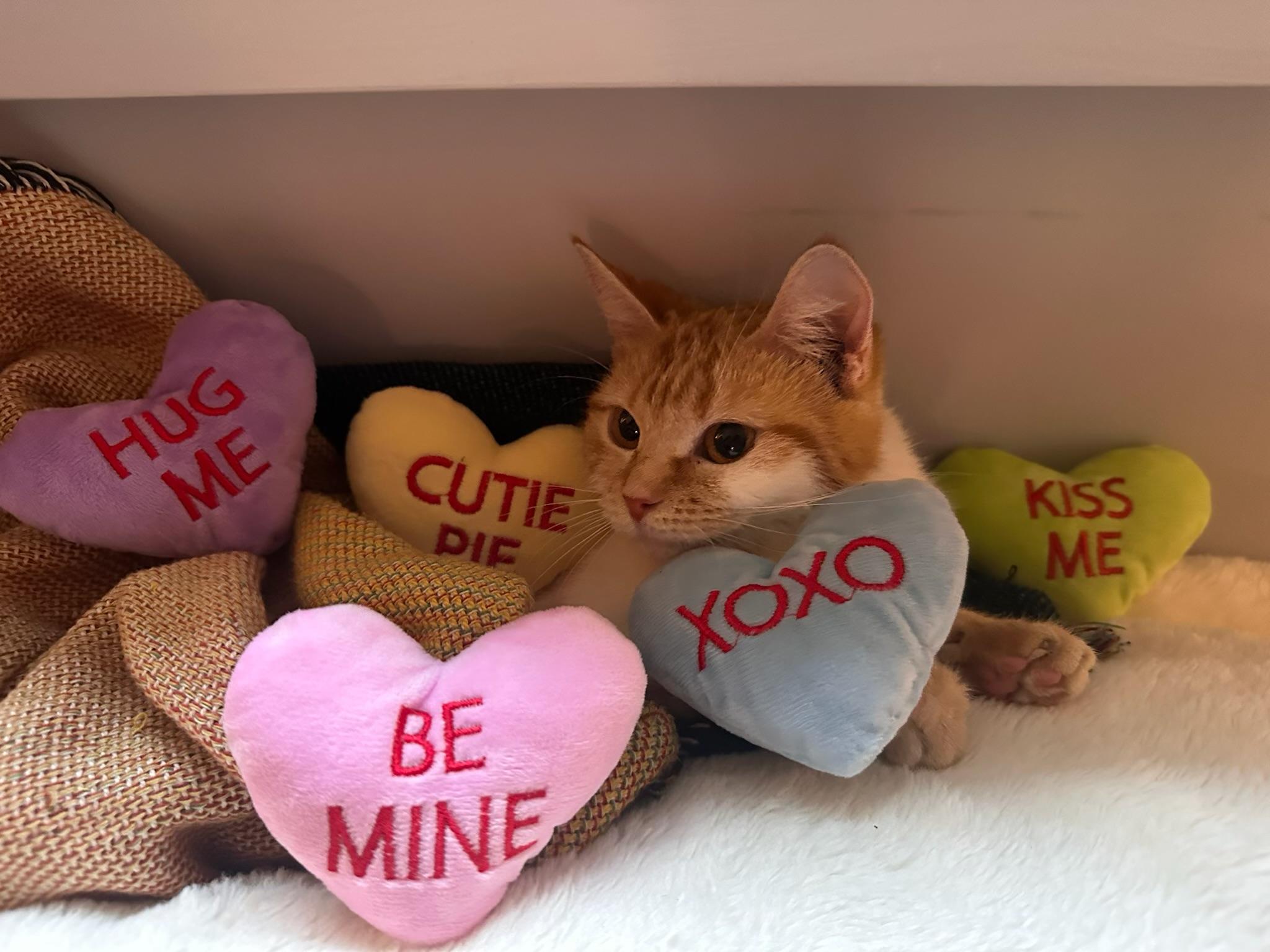 Mango — thumbnail 2