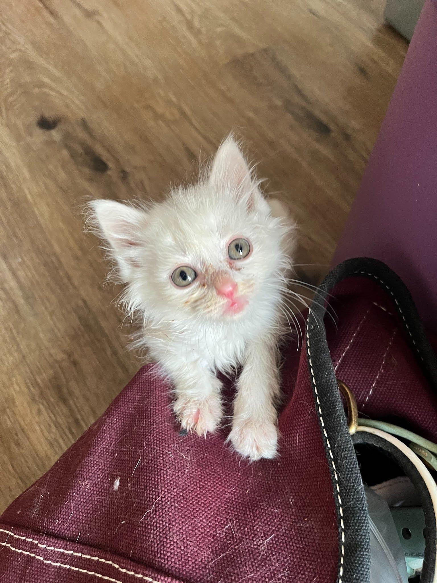 Pansy, Adoptable, Kitten Male Domestic Long Hair.
