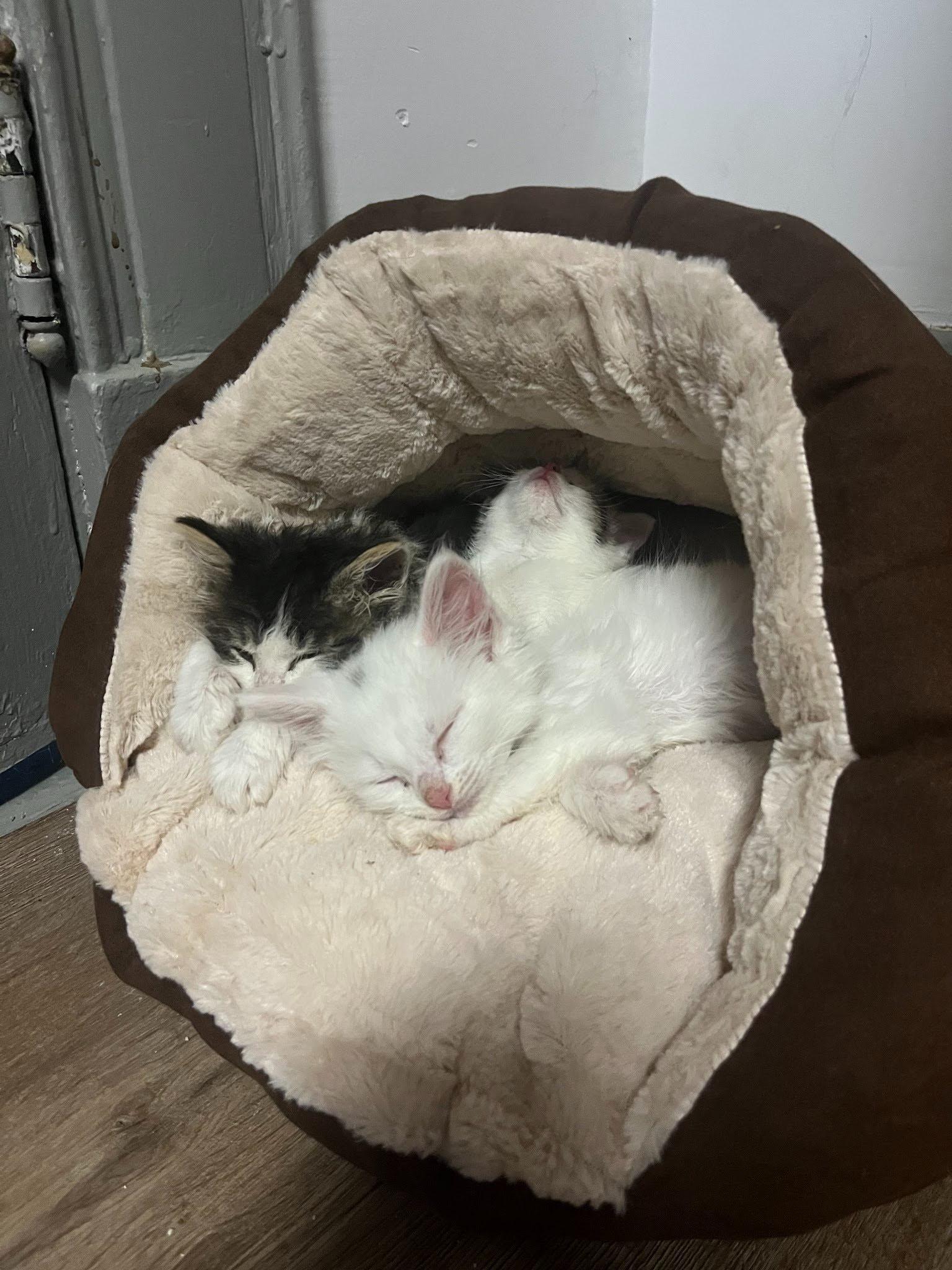 Pansy, a Adoptable Domestic Long Hair in Fort Thomas, KY image 2/3