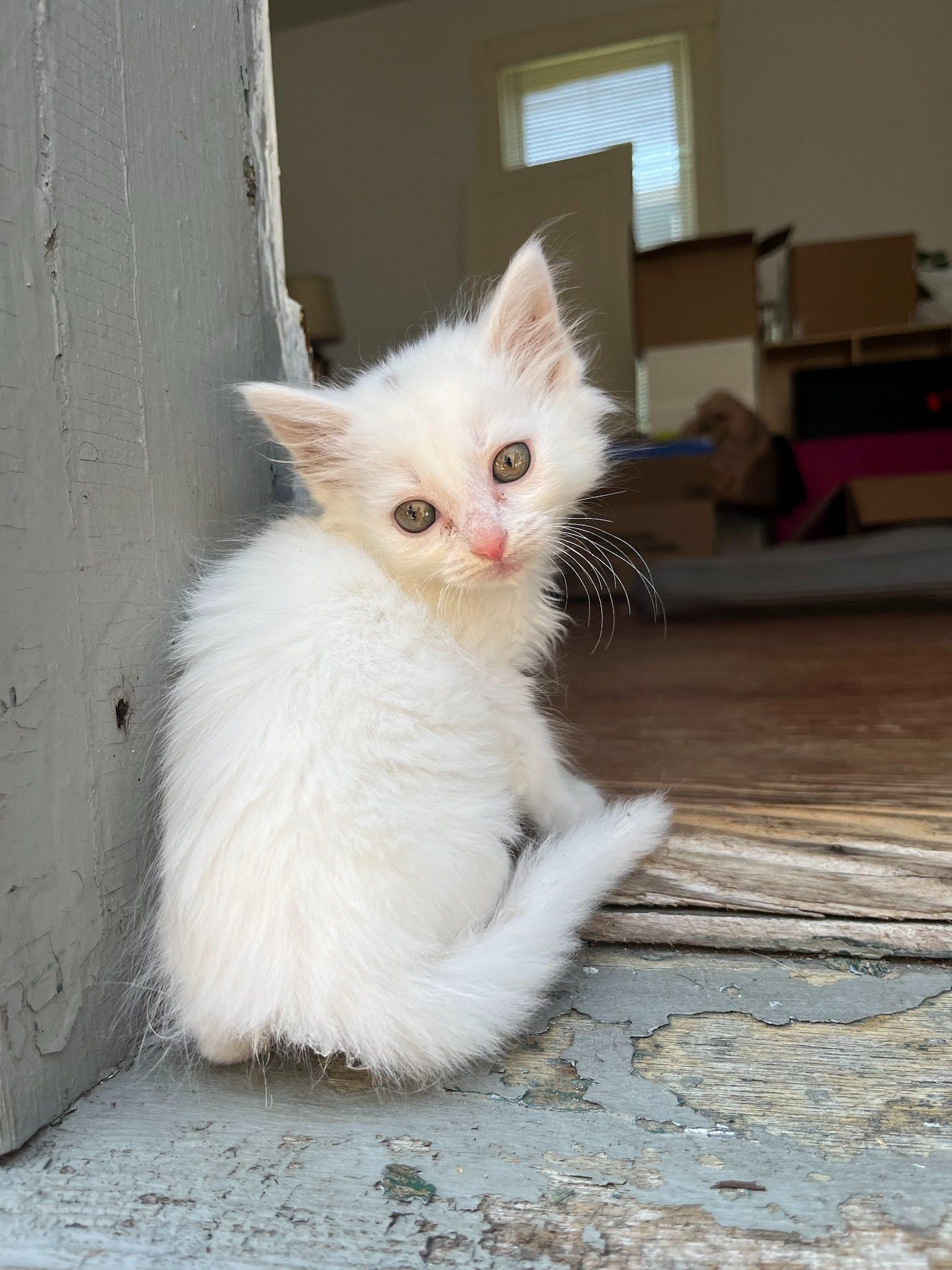 Pansy, a Adoptable Domestic Long Hair in Fort Thomas, KY image 3/3