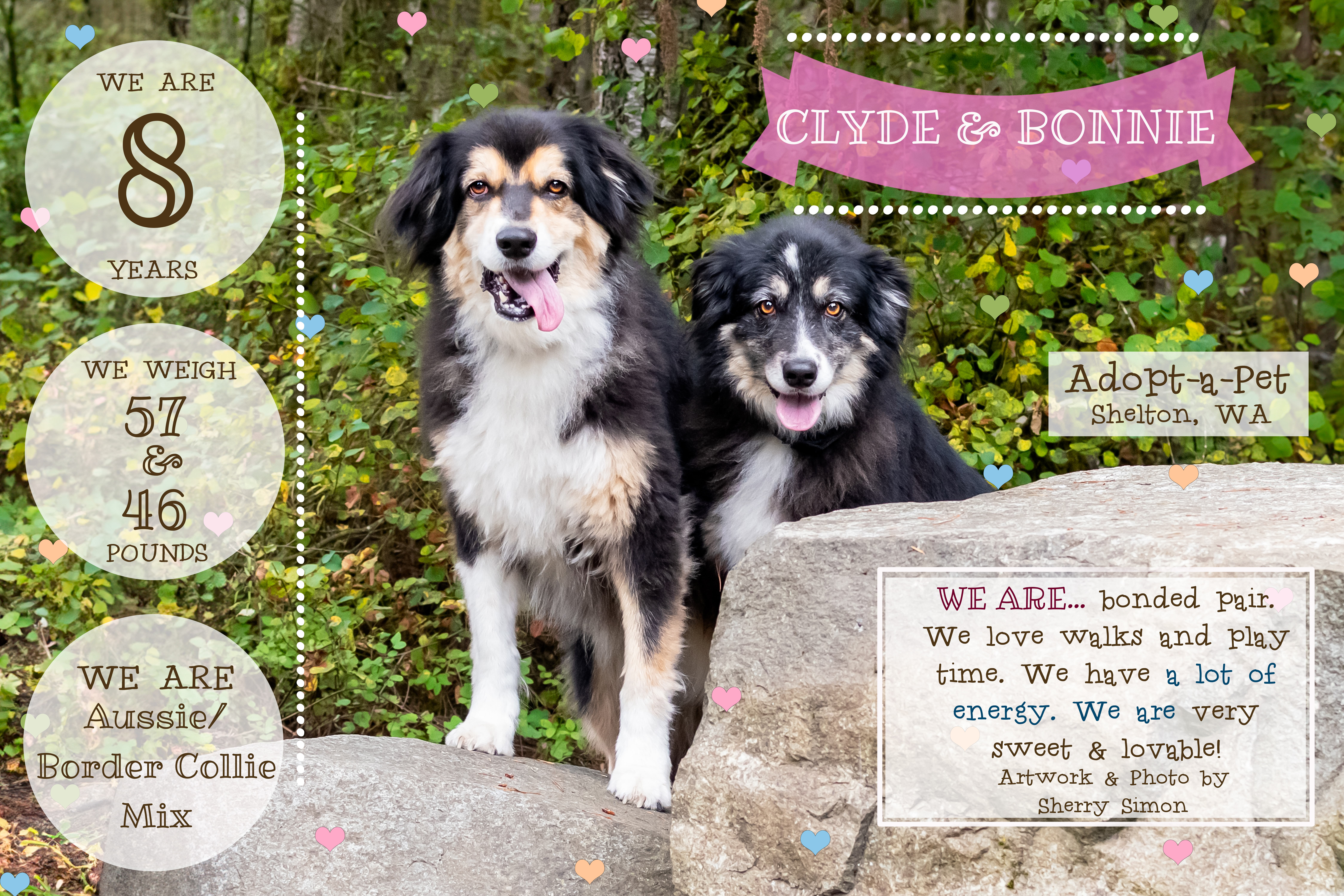 BONNIE & CLYDE, Senior Female Australian Shepherd