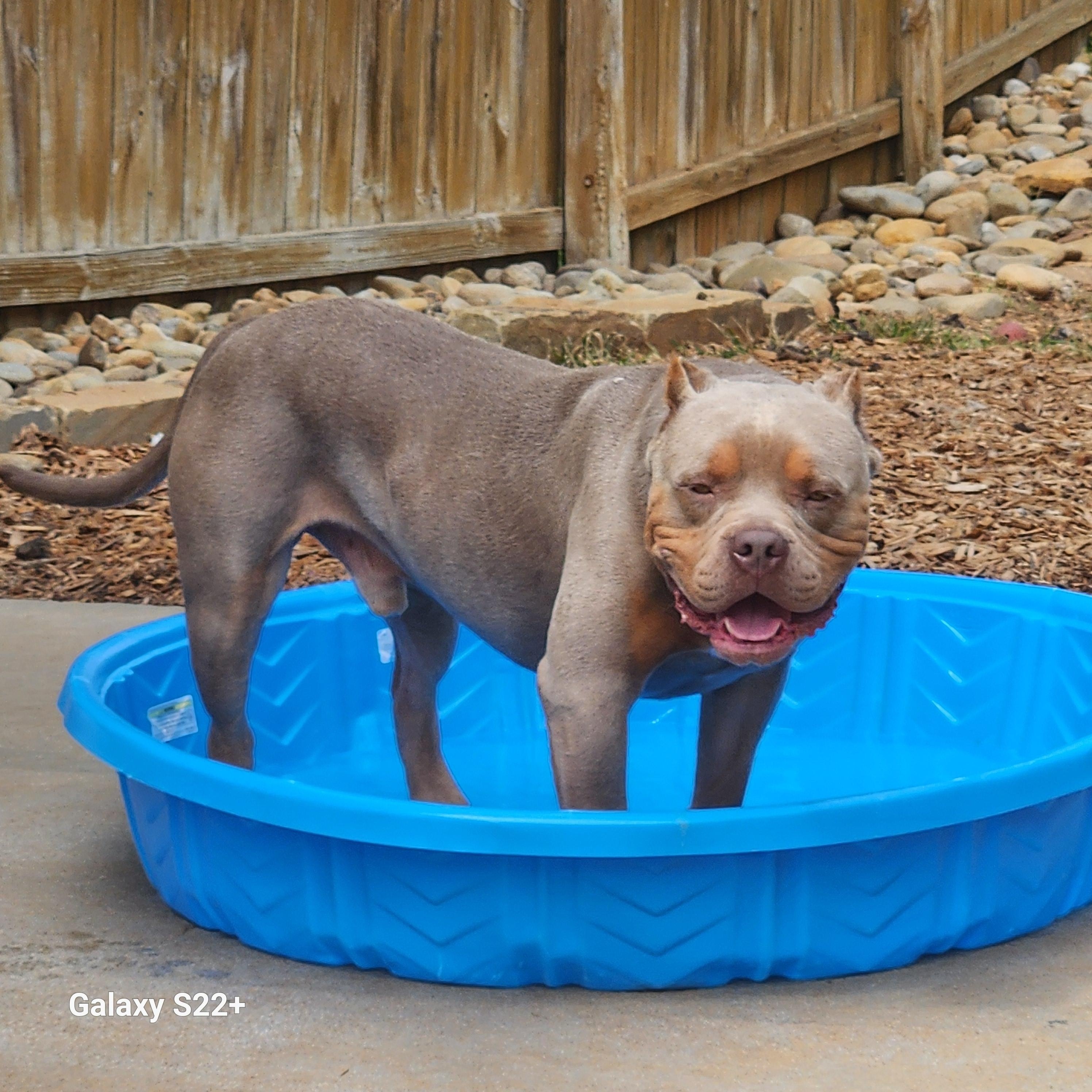 Vinny-Van-GoGo, an adopted American Bully in Powell, TN image 1/4