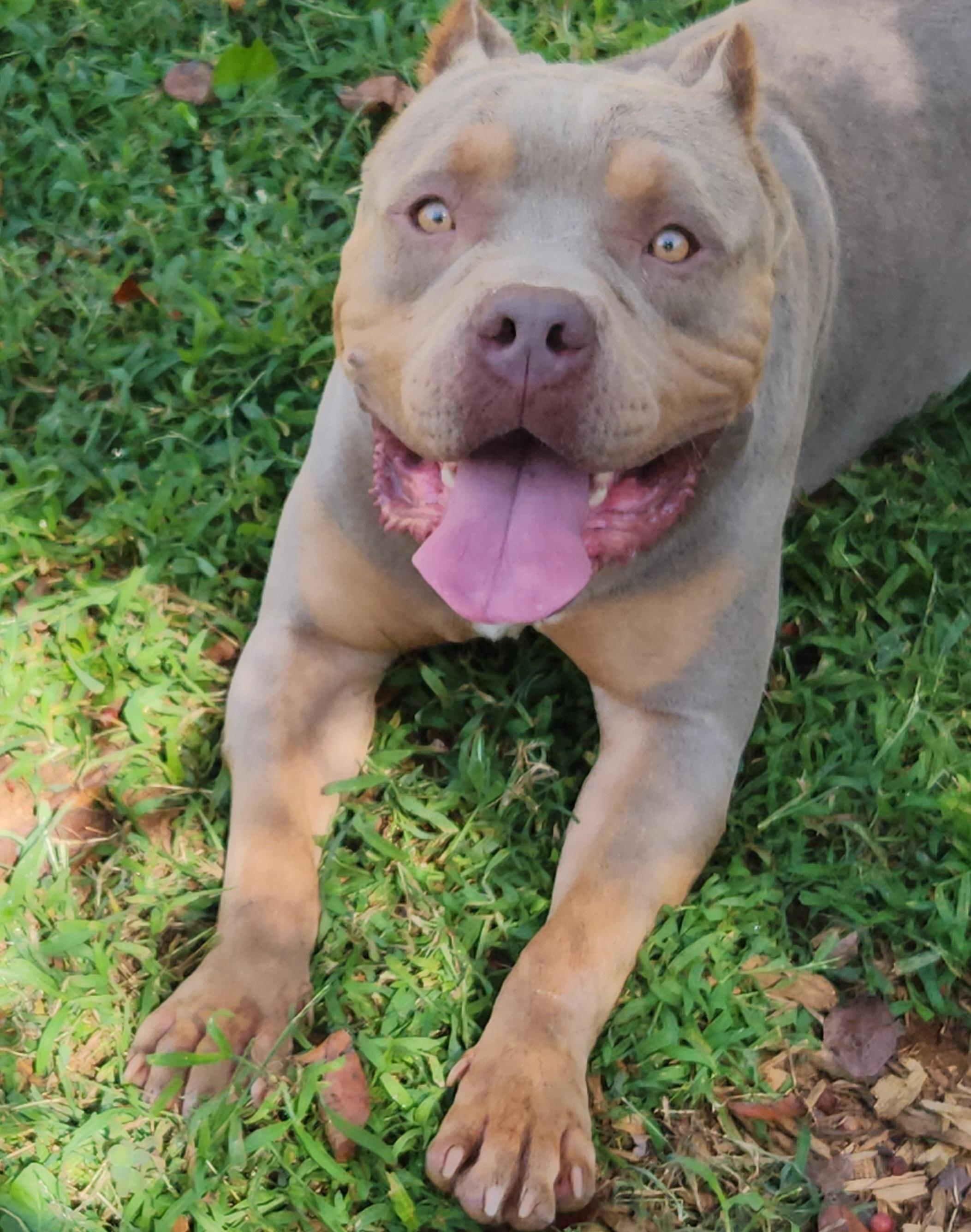 Vinny-Van-GoGo, an adopted American Bully in Powell, TN image 4/4