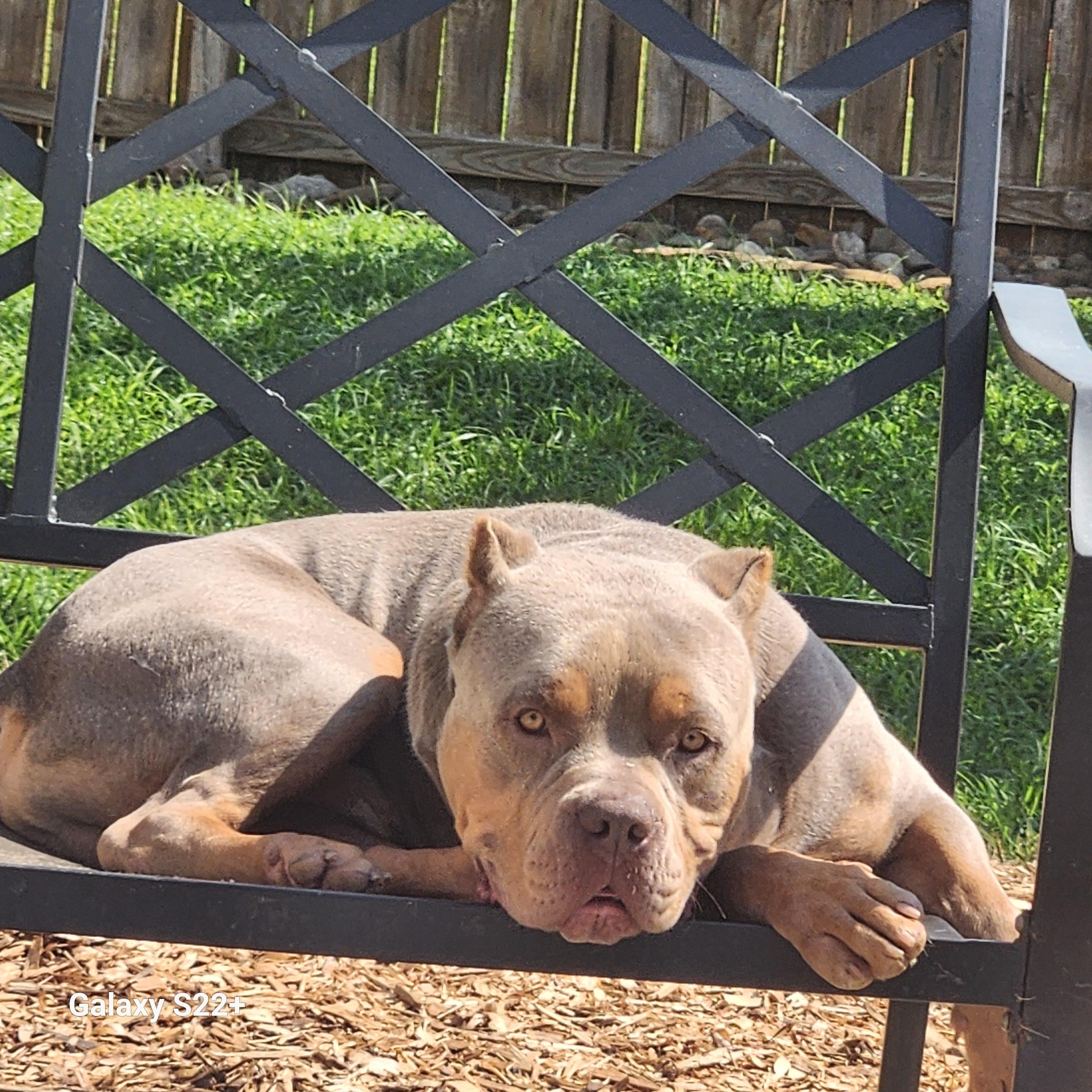 Vinny-Van-GoGo, an adopted American Bully in Powell, TN image 3/4