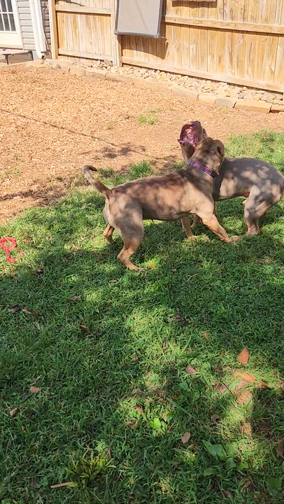 Enlarge Vinny-Van-GoGo, an adopted American Bully in Powell, TN video 2/4