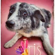 Iris, adoptable, Senior Female Australian Shepherd.