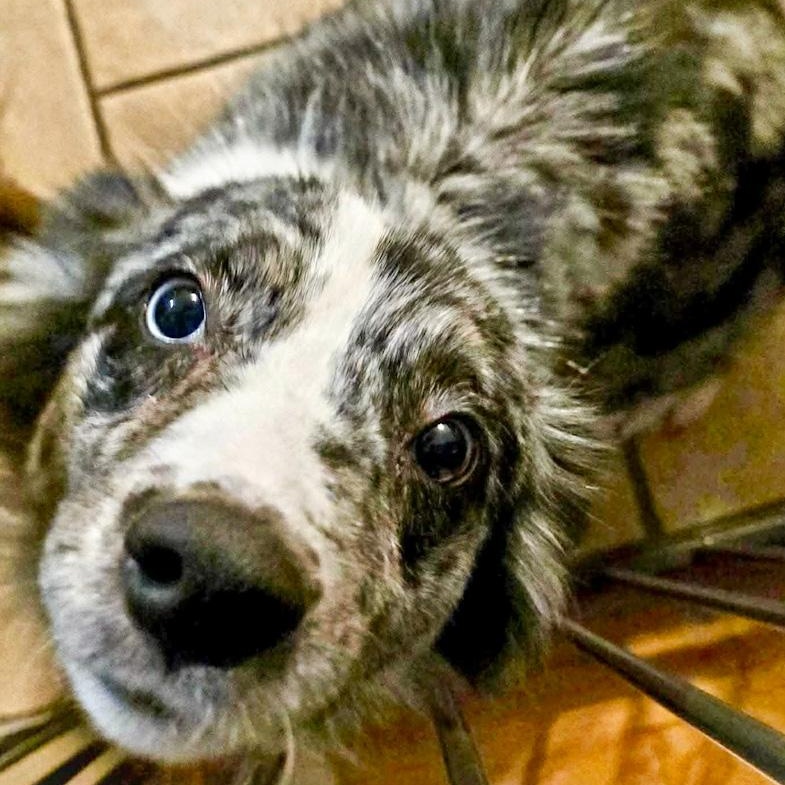 Iris, an adoptable Australian Shepherd in Toledo, OH image 2/4