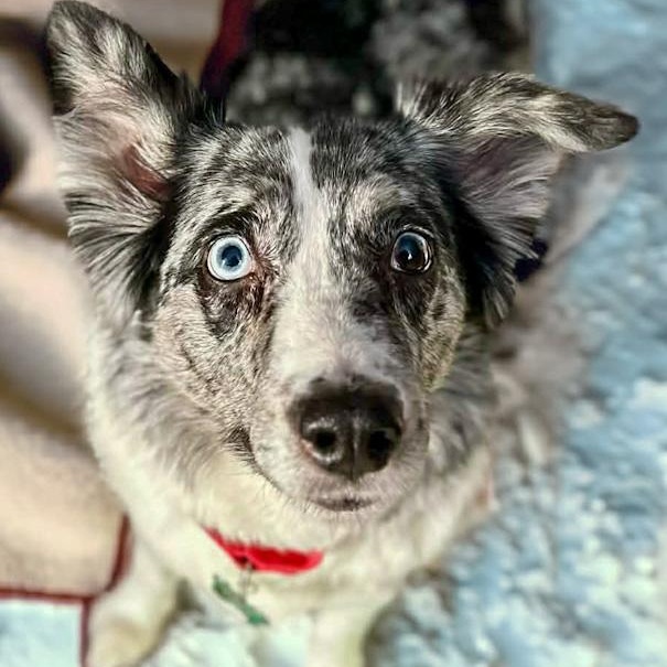 Iris, an adoptable Australian Shepherd in Toledo, OH image 3/4