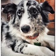 Iris, an adoptable Australian Shepherd in Toledo, OH image 4/4