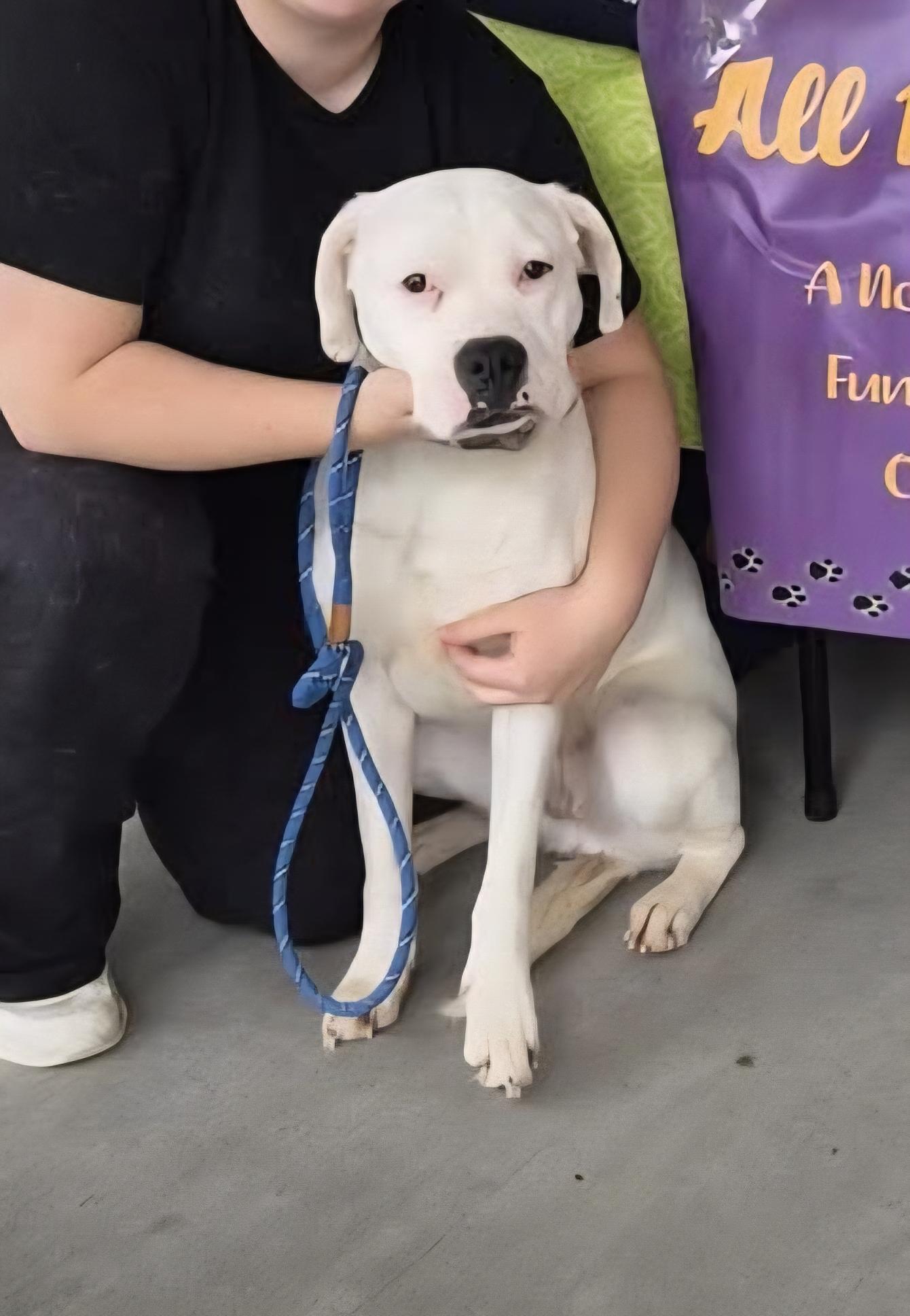 Tink, Adoptable, Young Female Boxer.