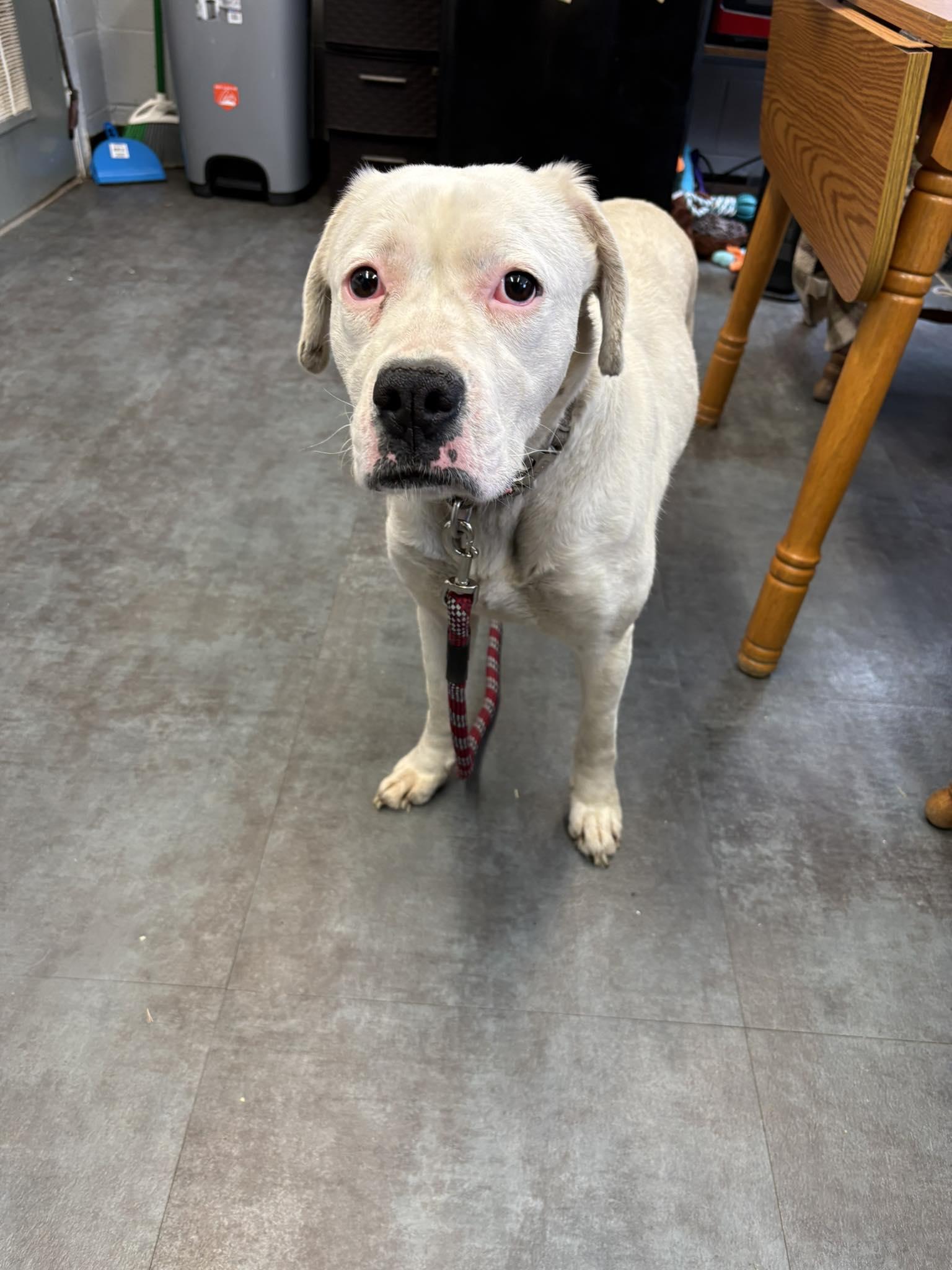 Tink, a Adoptable mixed breed in Hermitage, PA image 2/2
