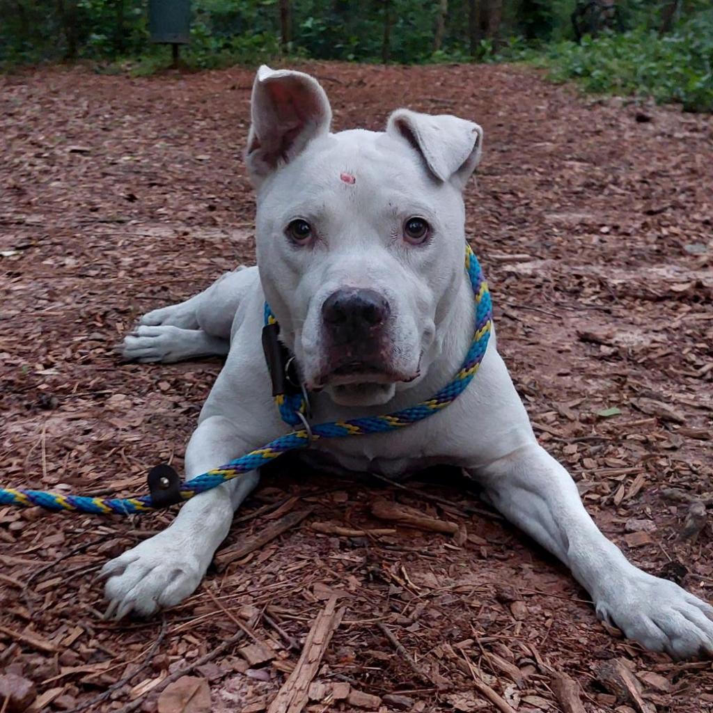 Big Papa (I Have a Secret Crush!)