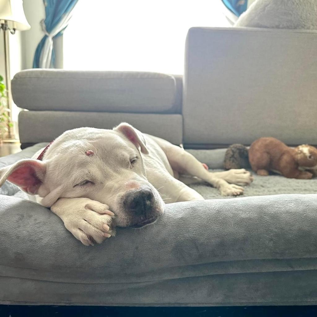 Big Papa (I Have a Secret Crush!) — thumbnail 2