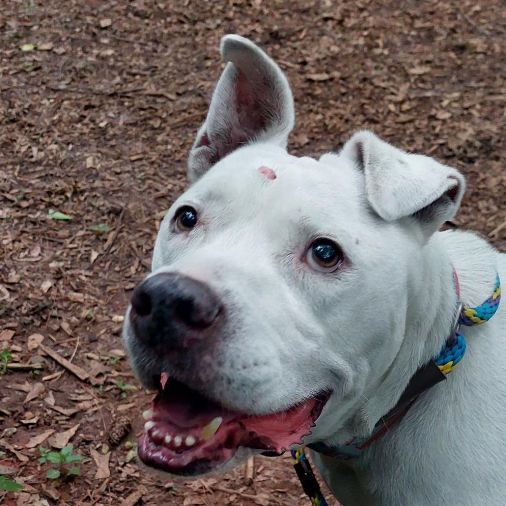 Big Papa (I Have a Secret Crush!) — thumbnail 4