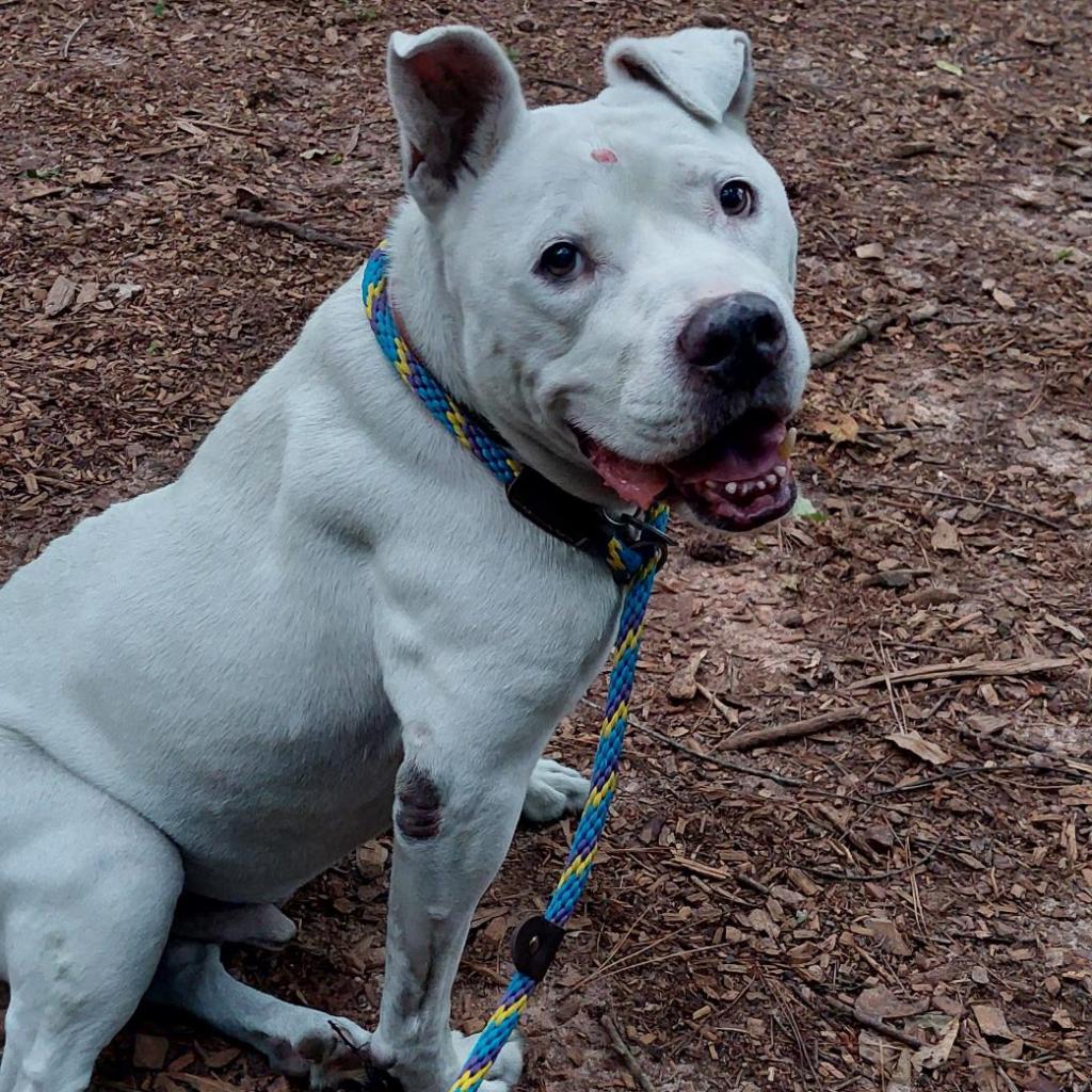 Big Papa (I Have a Secret Crush!) — thumbnail 5