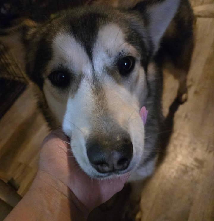 Koda