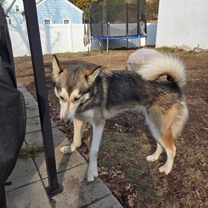 Koda